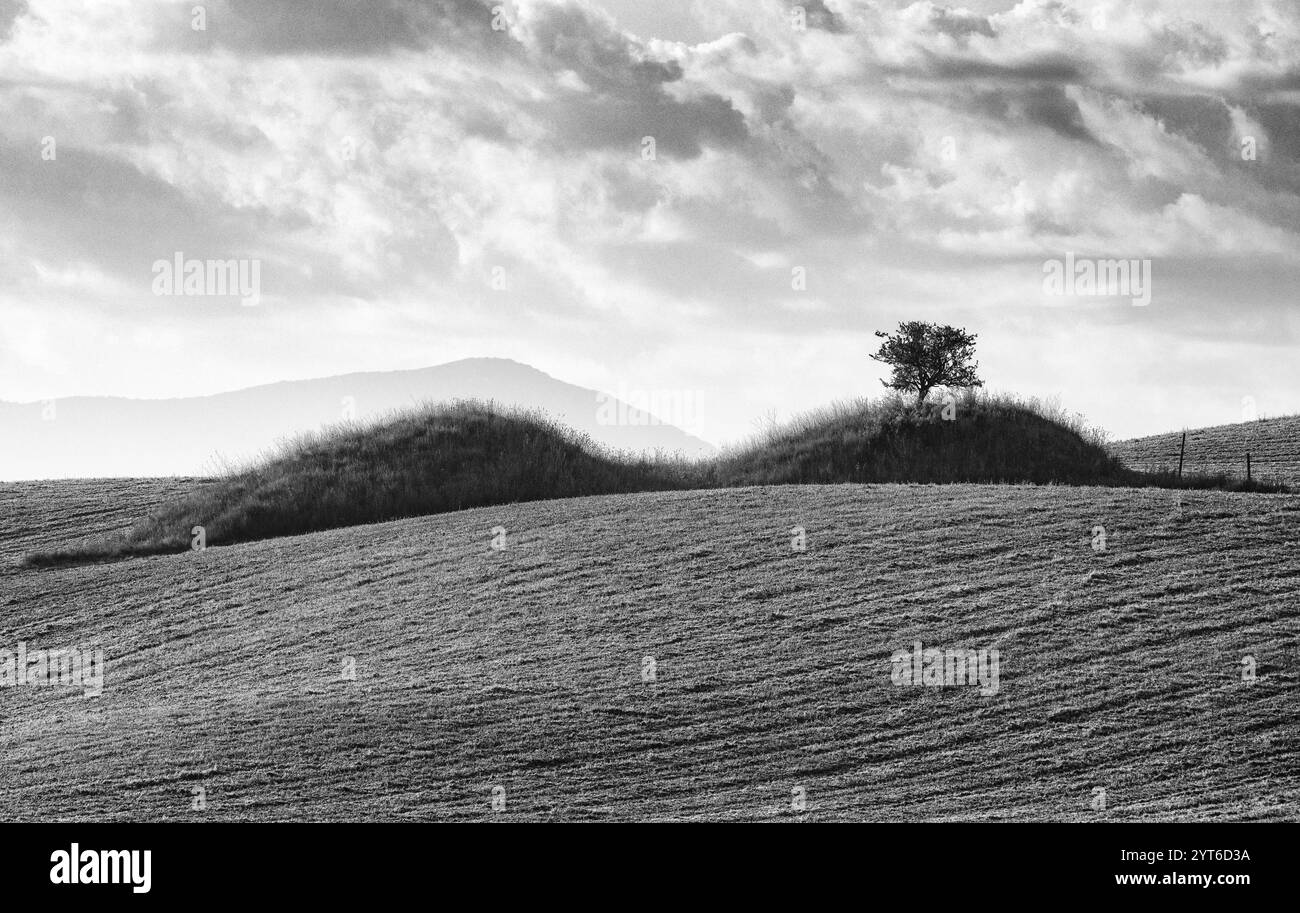 Alberi e colline in Val d'Orcia, Toscana, Italia Foto Stock