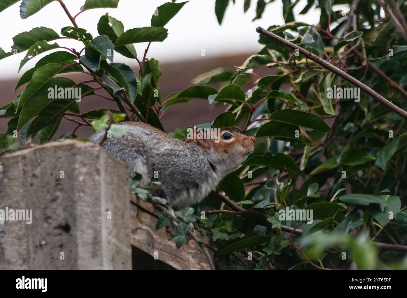 Uno scoiattolo grigio ( Sciurus carolinensis ) su una recinzione da giardino in mezzo al fogliame nel Bedfordshire, Inghilterra, Regno Unito Foto Stock