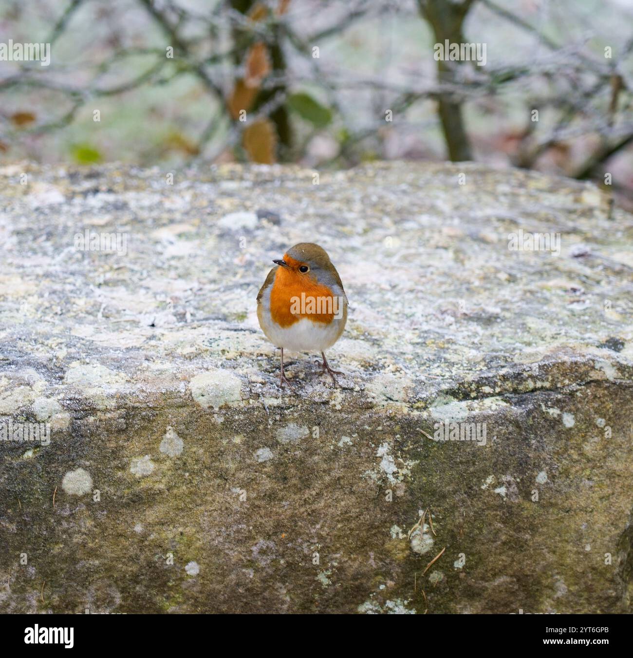 Robin ( Erthacus Nibecula ) in uno sfondo innevato nello Staffordshire Inghilterra Regno Unito Foto Stock