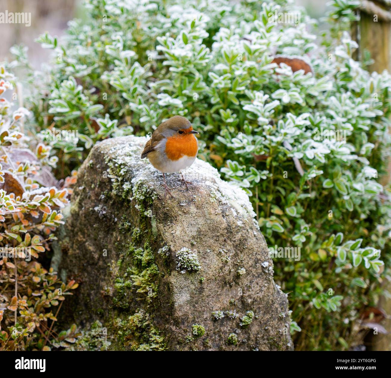 Robin ( Erthacus Nibecula ) in uno sfondo innevato nello Staffordshire Inghilterra Regno Unito Foto Stock