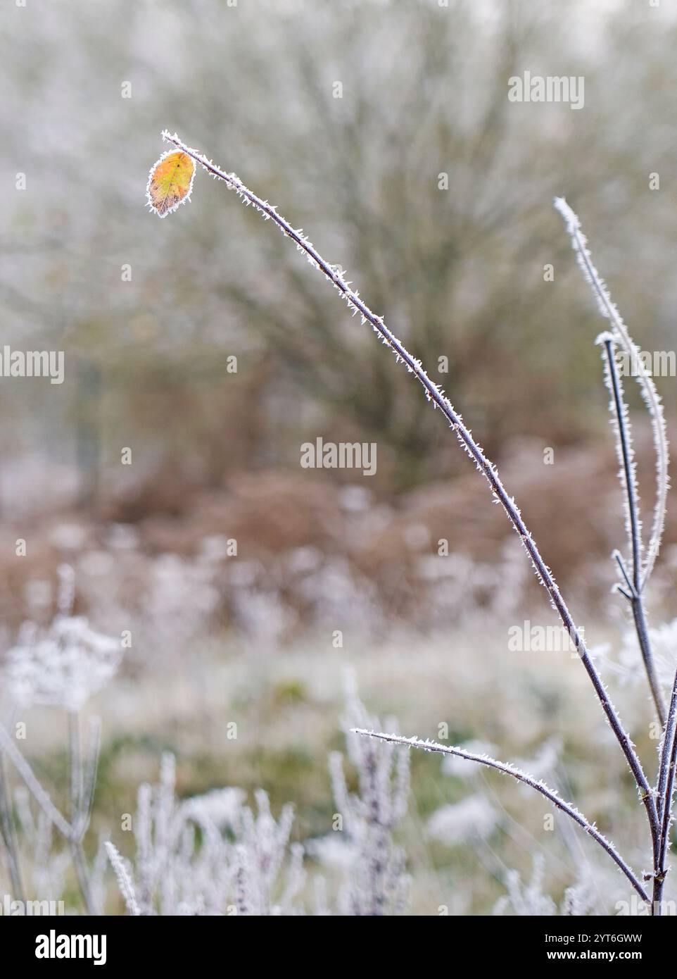 Una singola foglia aggrappata su un ramo dopo la prima gelata invernale nello Staffordshire Inghilterra Regno Unito Foto Stock