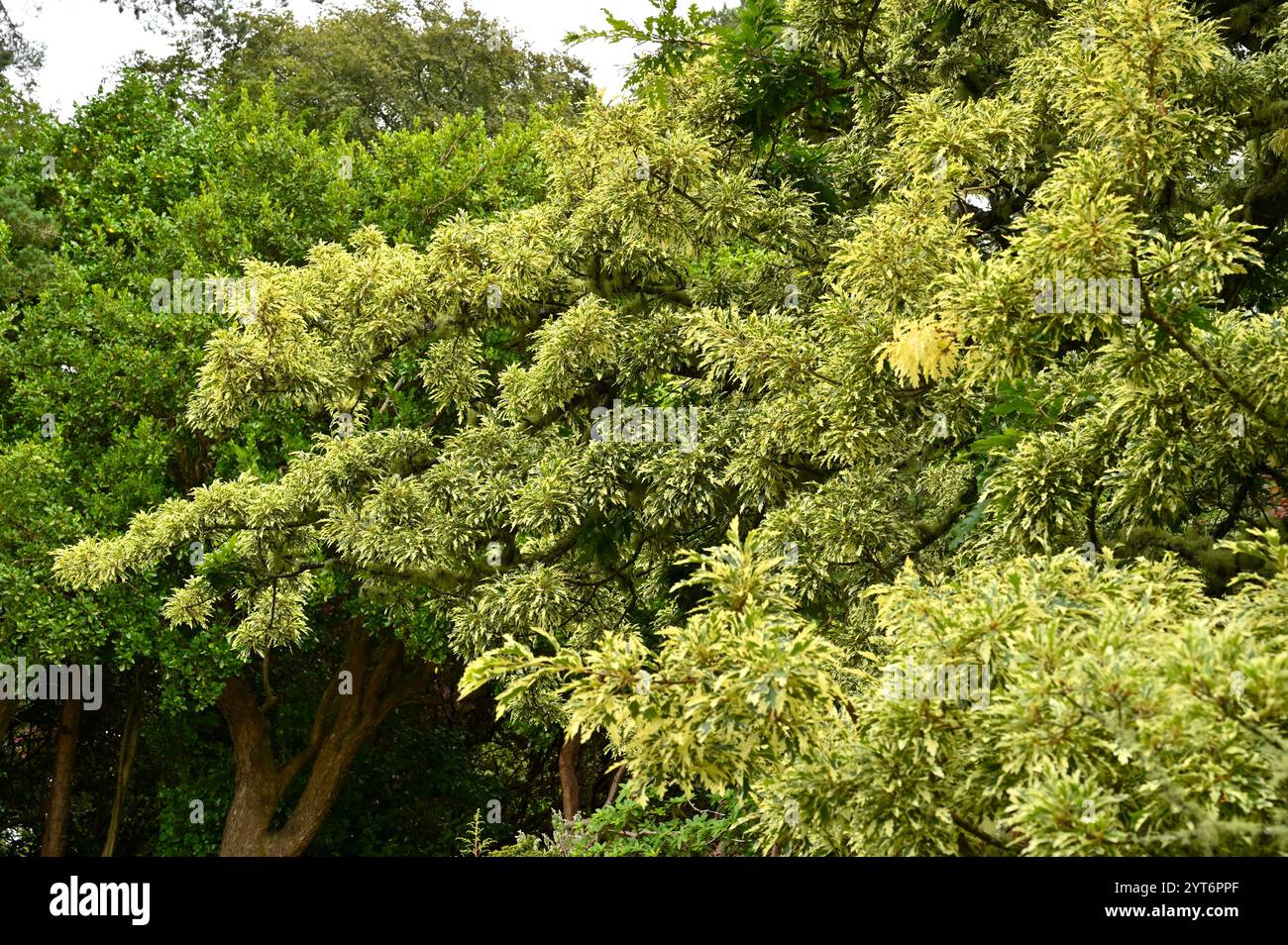 Attraente fogliame bianco e verde di quercia di tacchino variegata Quercus cerris "Argenteovariegata" Foto Stock