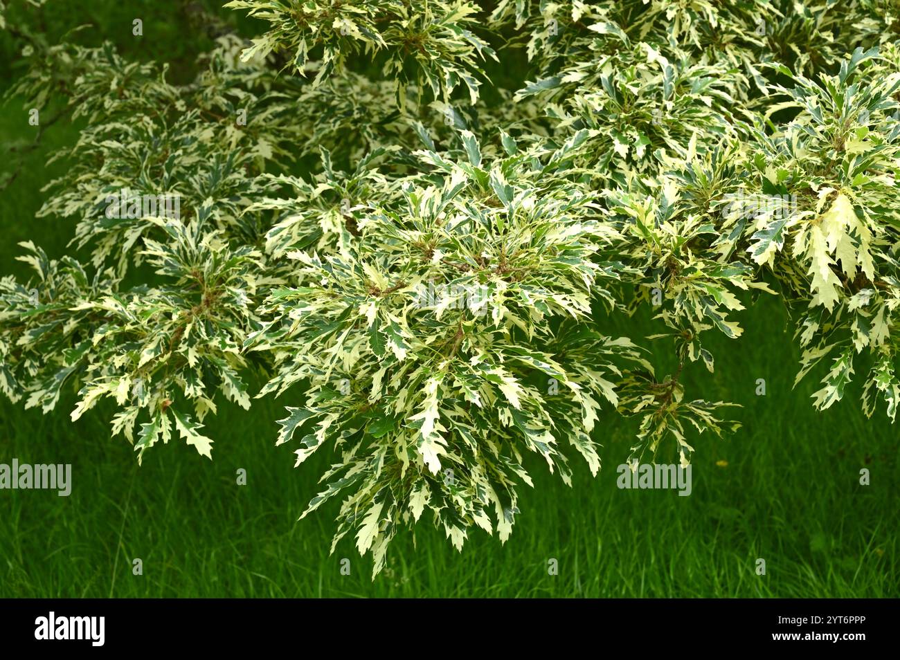 Attraente fogliame bianco e verde di quercia di tacchino variegata Quercus cerris "Argenteovariegata" Foto Stock