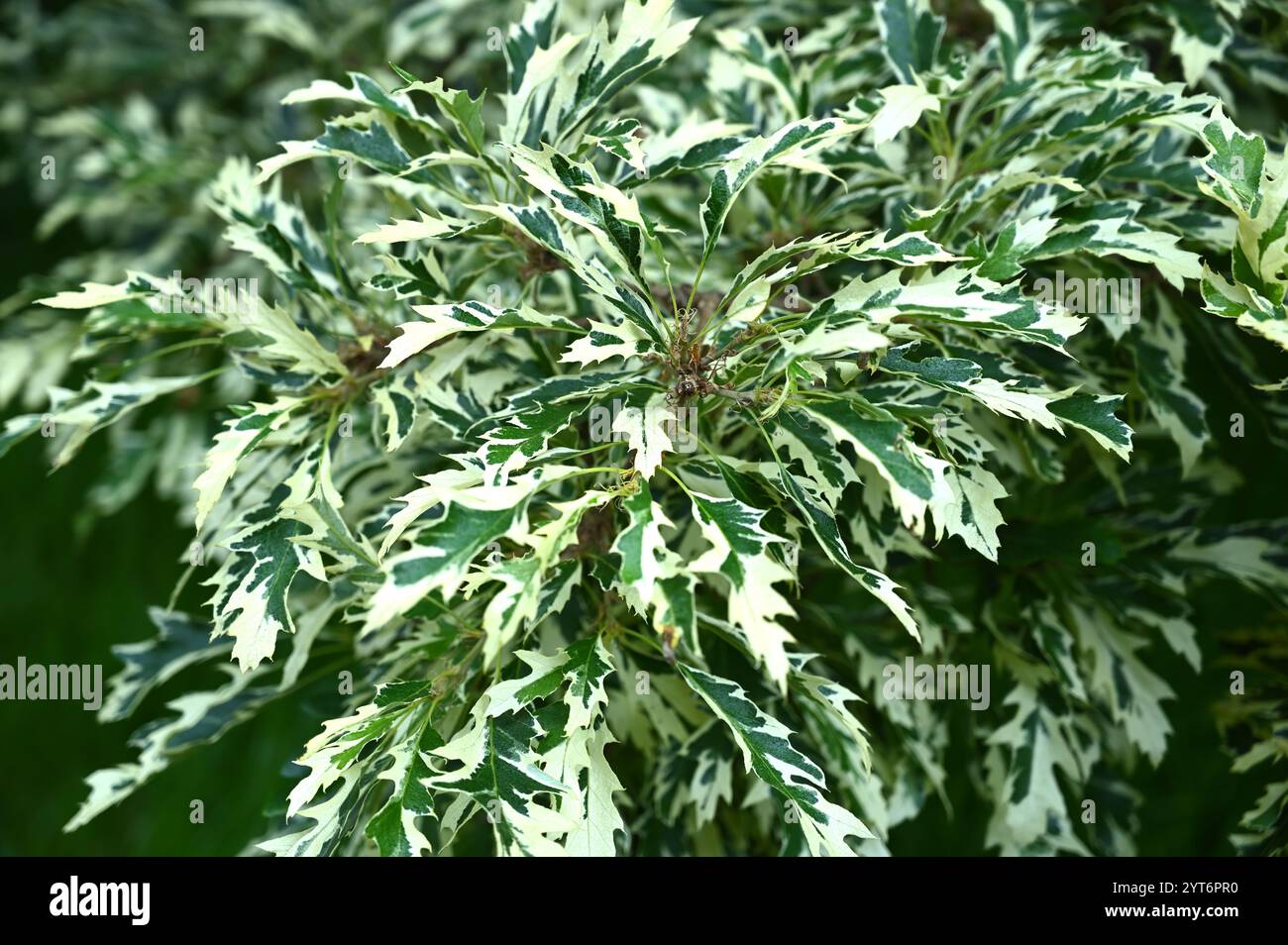 Attraente fogliame bianco e verde di quercia di tacchino variegata Quercus cerris "Argenteovariegata" Foto Stock