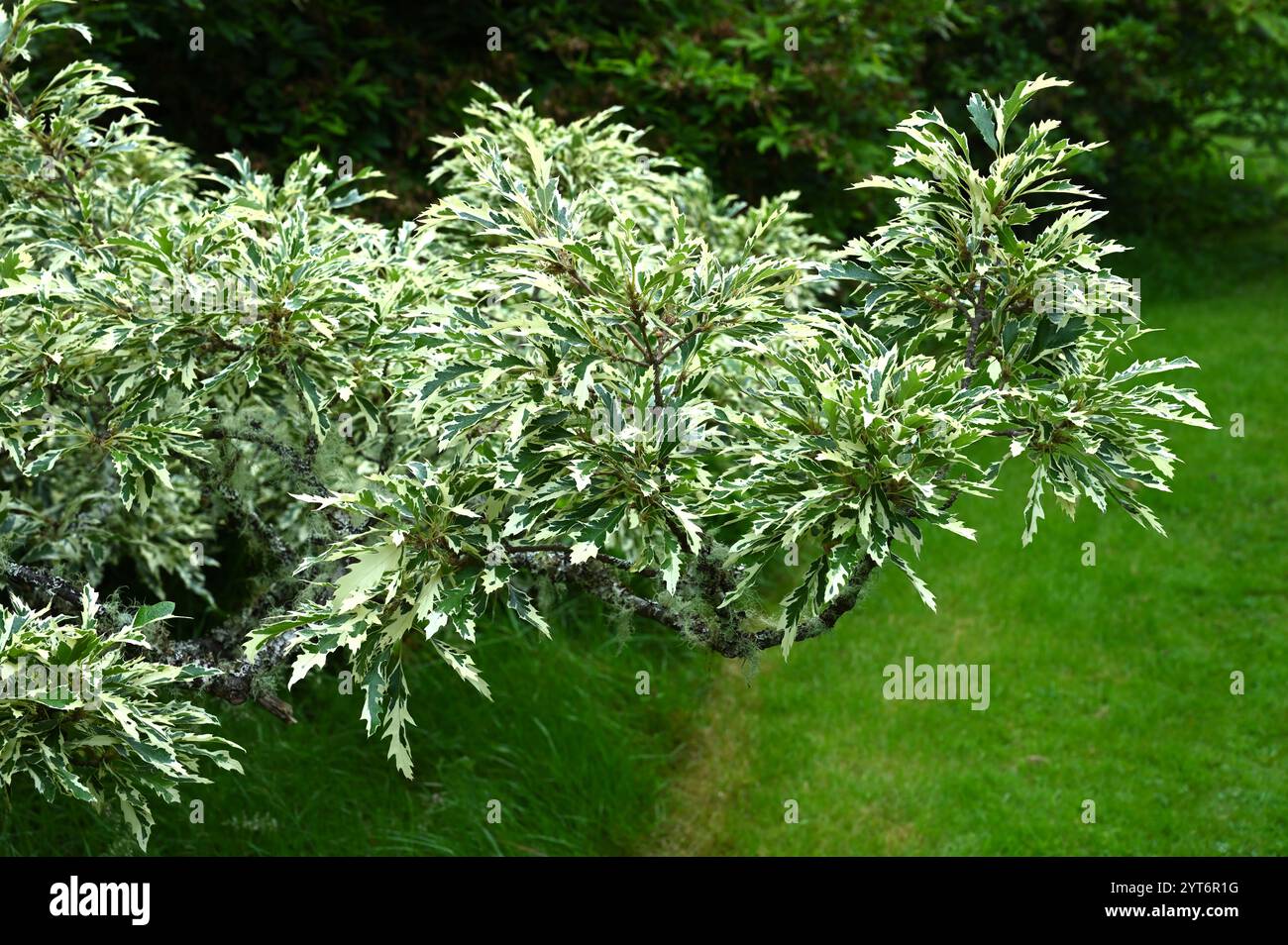 Attraente fogliame bianco e verde di quercia di tacchino variegata Quercus cerris "Argenteovariegata" Foto Stock