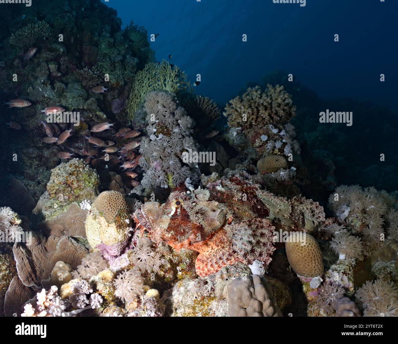 Scorpaenopsis oxycephalus - scorpione a testa piatta su una barriera corallina Foto Stock