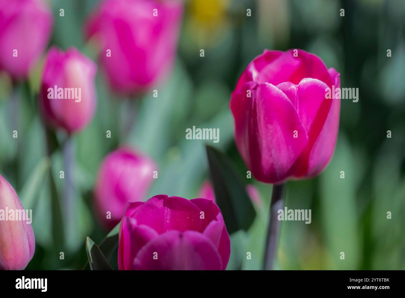 I vivaci tulipani rosa sbocciano in un giardino illuminato dal sole con foglie verdi Foto Stock