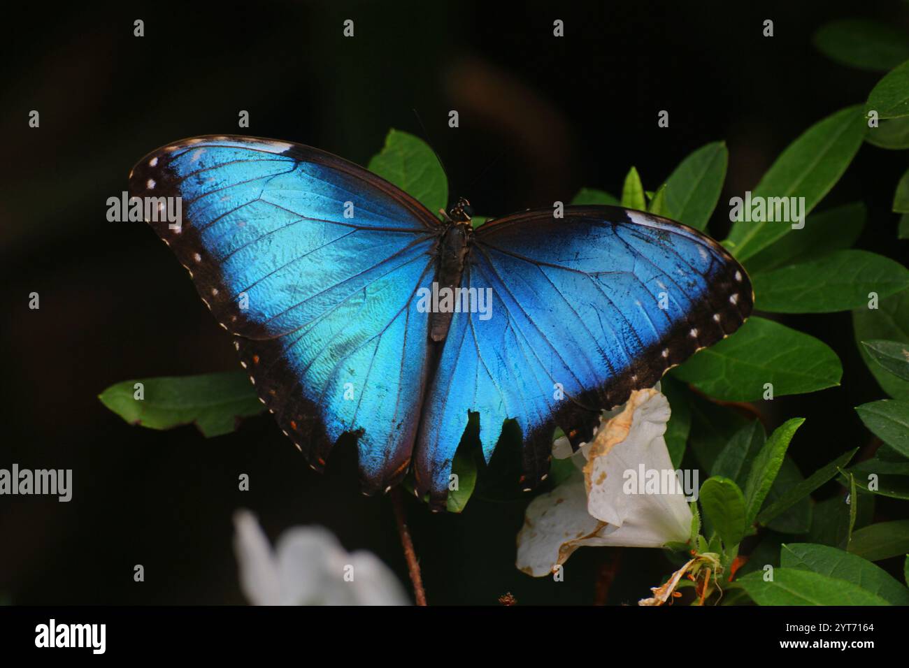 Farfalla blu vibrante che poggia su Foliage verde in ambiente naturale. Primo piano di un bellissimo postino, una farfalla tropicale con una calda messa a fuoco morbida. Foto Stock
