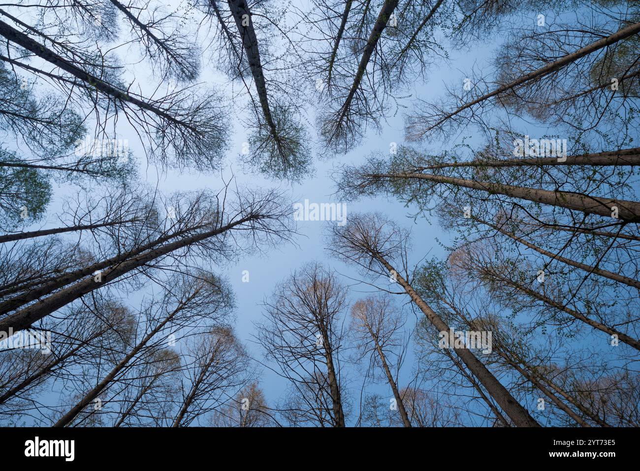 la vista naturale dal basso fino alle cime delle betulle coperte di ghiaccio bianco contro un cielo blu Foto Stock