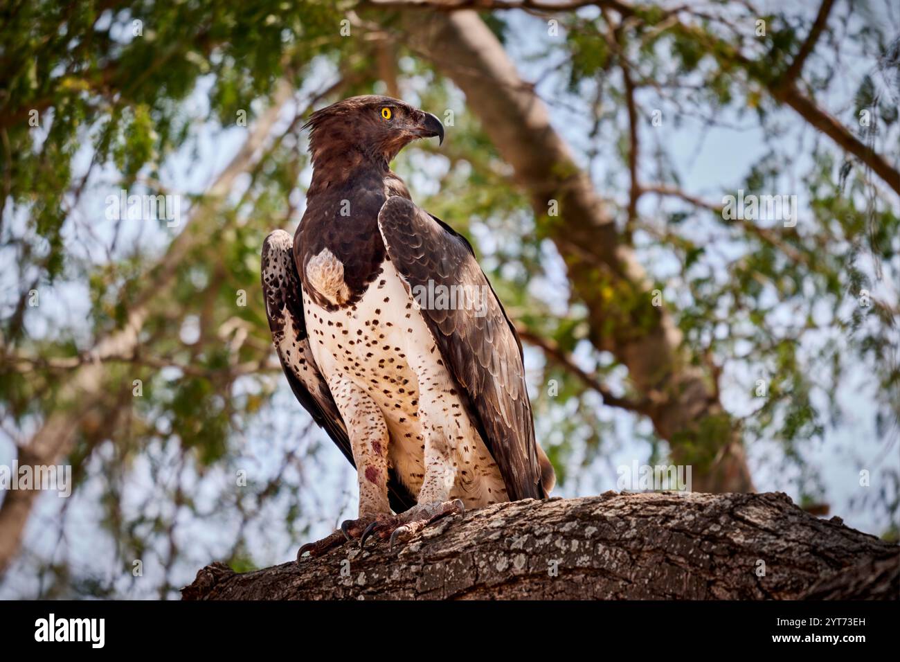 Aquila marziale (Polemaetus bellicosus) su una diramazione, South Luangwa National Park, Mfuwe, Zambia, Africa Foto Stock