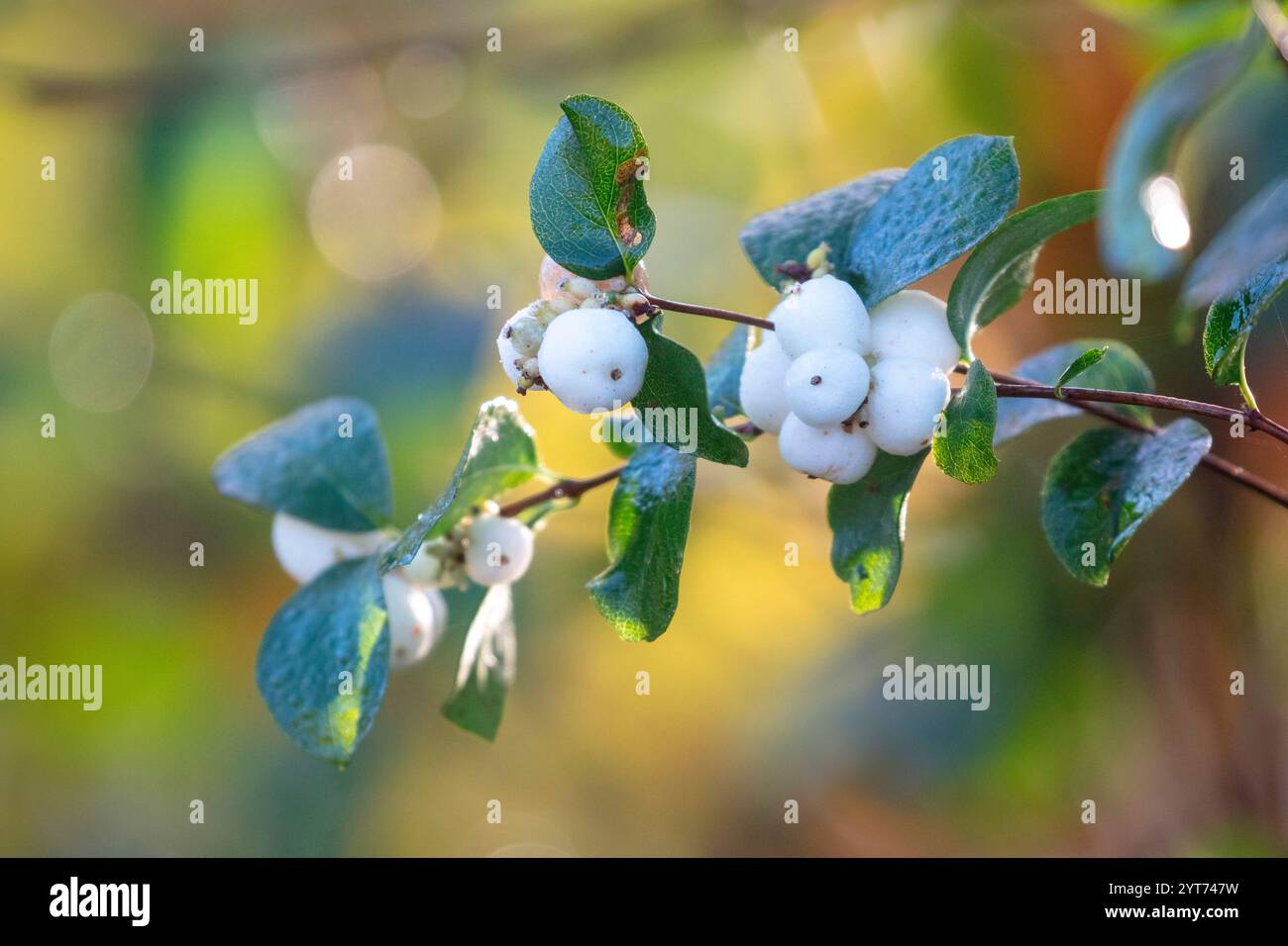 Bacche comuni (Symphoricarpos albus) con bacche a novembre Foto Stock