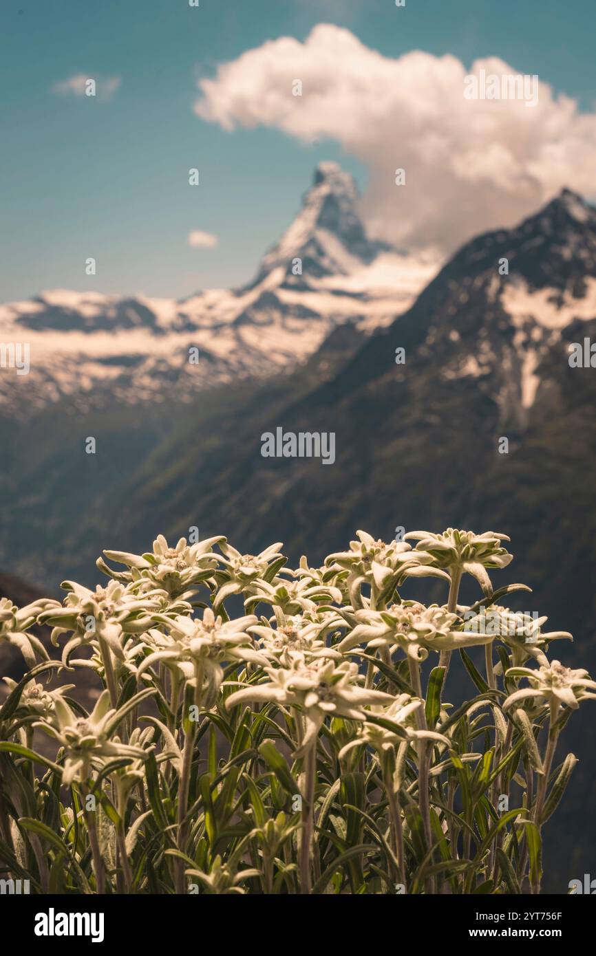 Il Cervino è leggermente fuori fuoco all'orizzonte con fiori della pianta della stella alpina in primo piano nelle Alpi svizzere del Vallese. Foto Stock