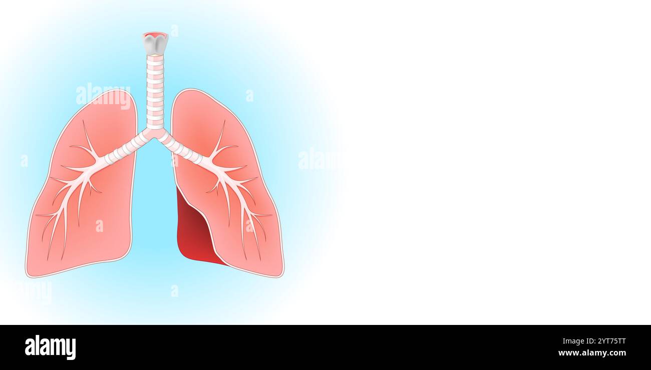 Anatomia polmonare. Sezione trasversale del tratto respiratorio umano con polmoni, trachea, laringe e bronchi su sfondo blu e bianco con spazio di copia per il Illustrazione Vettoriale