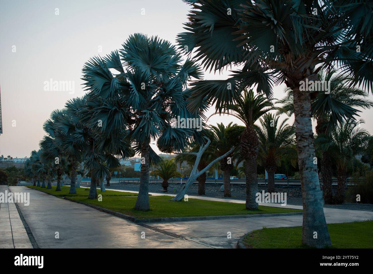 Viale di palme a Gran Canaria Foto Stock