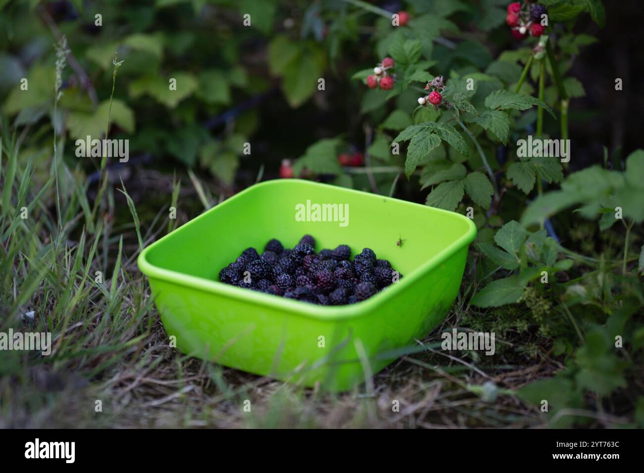 Ciotola di frutti di bosco neri sul terreno dopo la raccolta Foto Stock