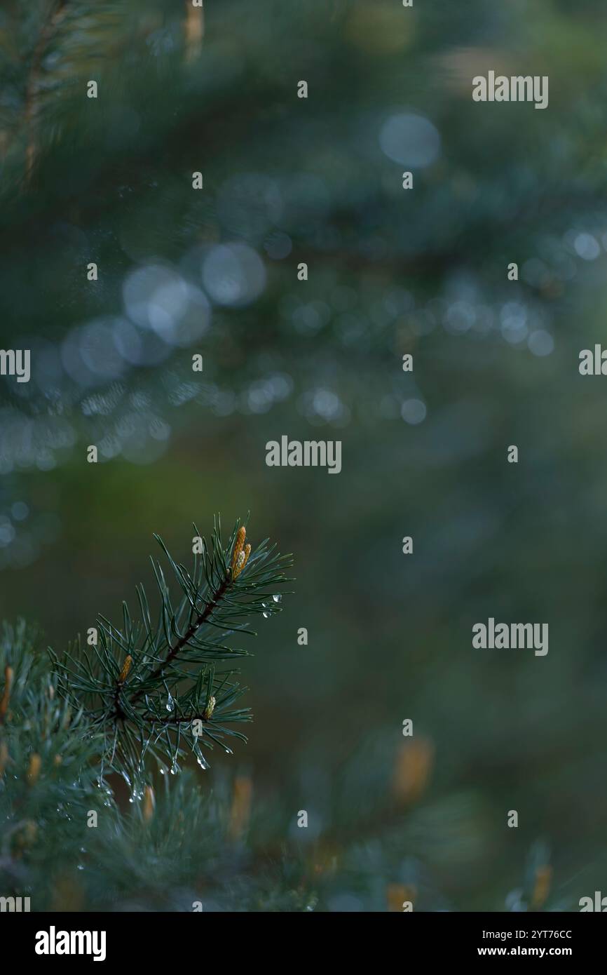 Rami di pino con goccioline d'acqua, Germania Foto Stock