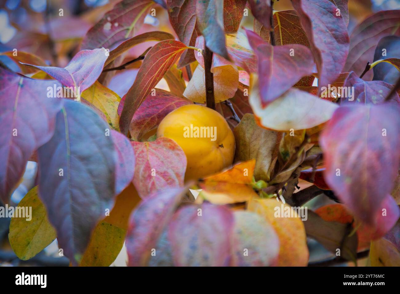Un frutto di cachi tra foglie autunnali colorate Foto Stock