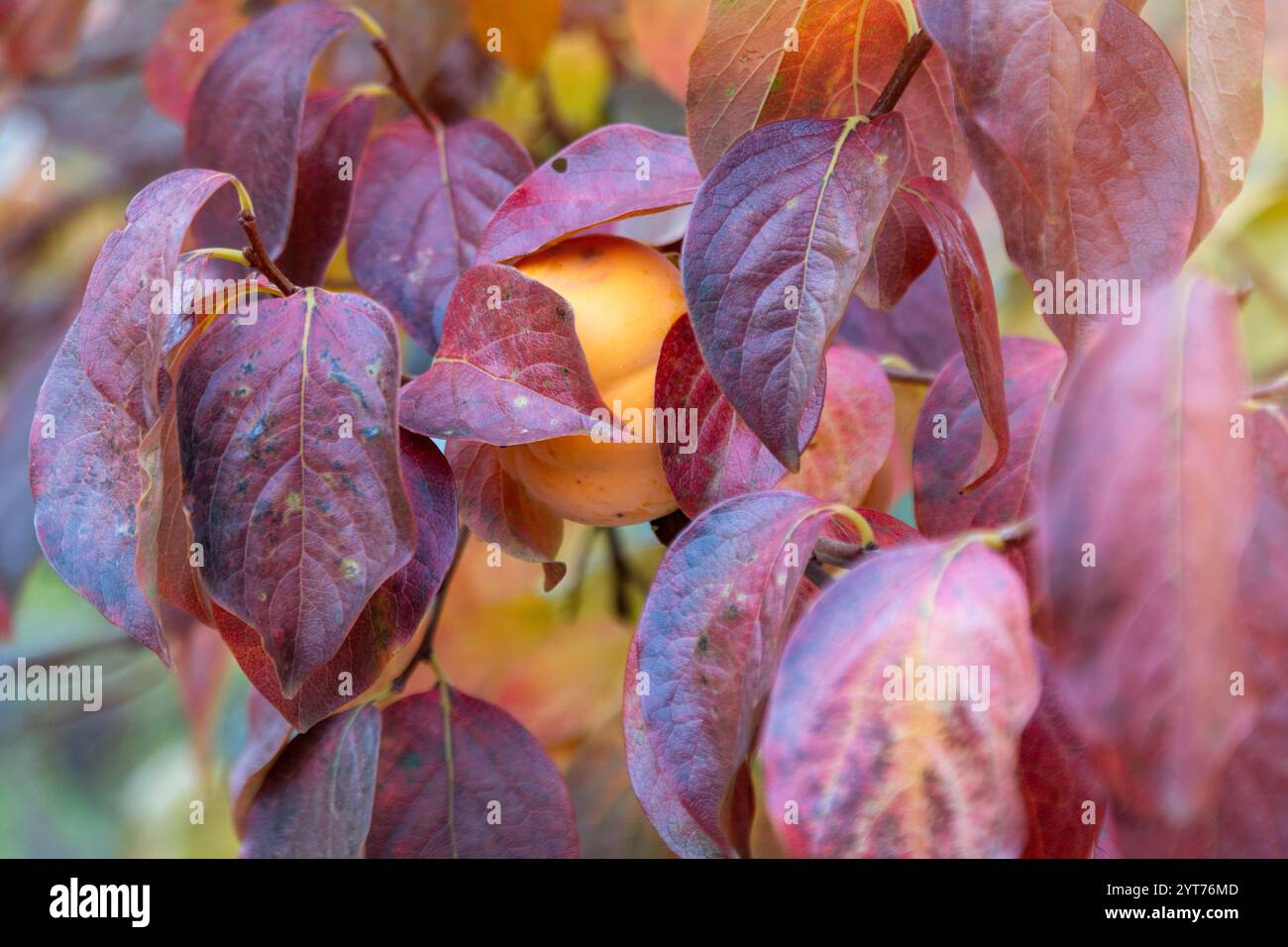 Un frutto di cachi tra foglie autunnali colorate Foto Stock