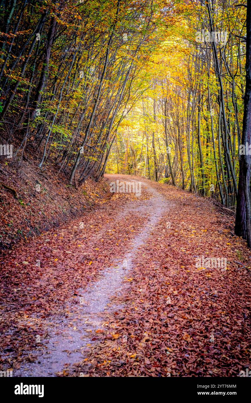 Il percorso della "vecchia ferrovia", pista ciclabile con tratti immersi nel bosco, collega la valle dell'Adige con la valle di Fiemme, Trentino alto Adige Foto Stock