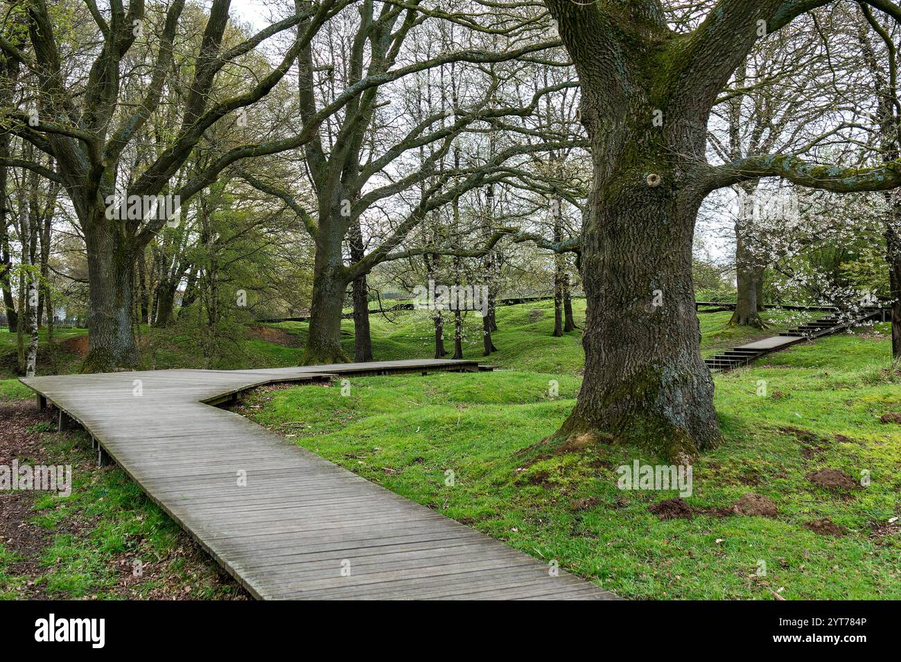 Ypres-Zillebeke, collina 60 Un paesaggio di crateri della prima guerra mondiale. La collina 60 fu pesantemente combattuta dal 1914 al 1918. Molti crateri sono stati lasciati indietro Foto Stock
