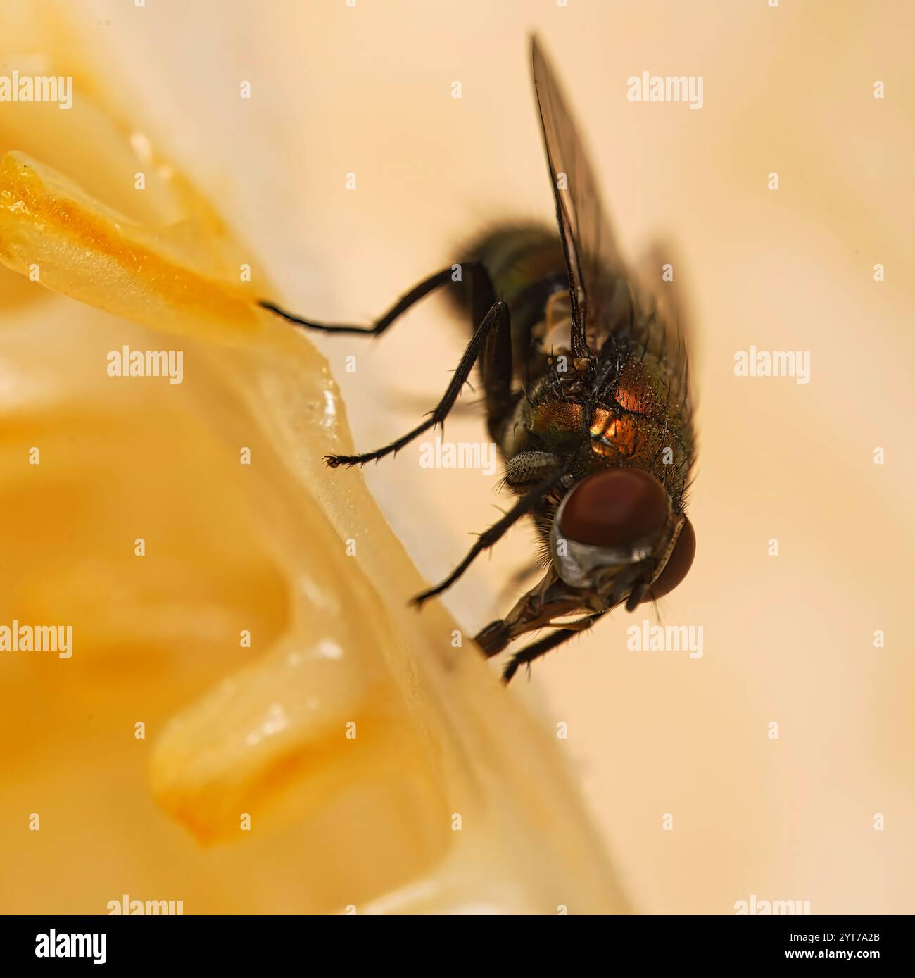 Macrofotografia di una mosca sulla membrana di frutto della passione che succhia la polpa, Mahe Seychelles Foto Stock