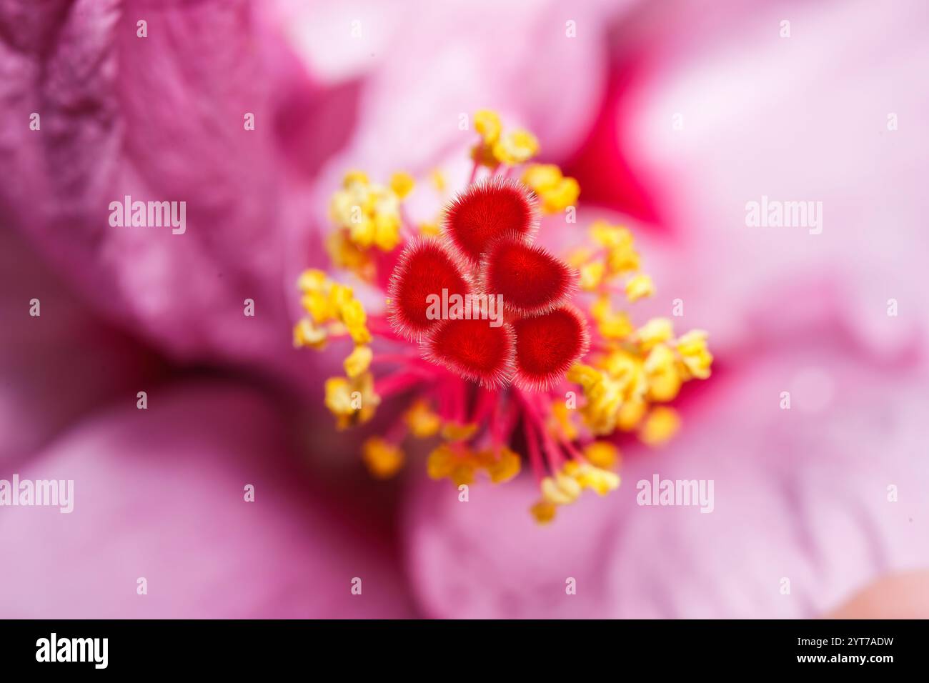 Macrofotografia del polline di fiori di ibisco rosa, Mahe Seychelles Foto Stock