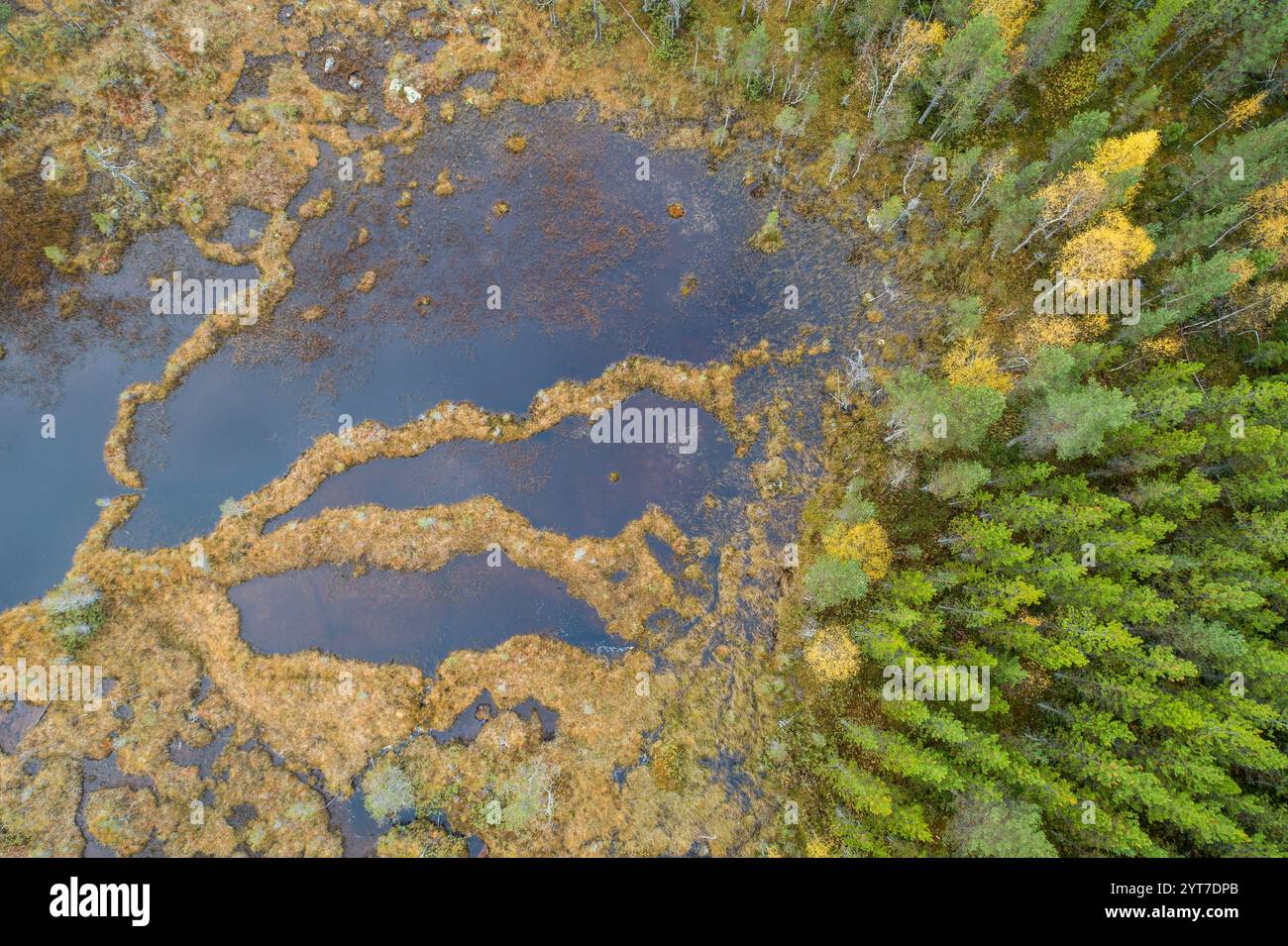 Svezia, Autunno in the Fells, lago paludoso, vista aerea Foto Stock