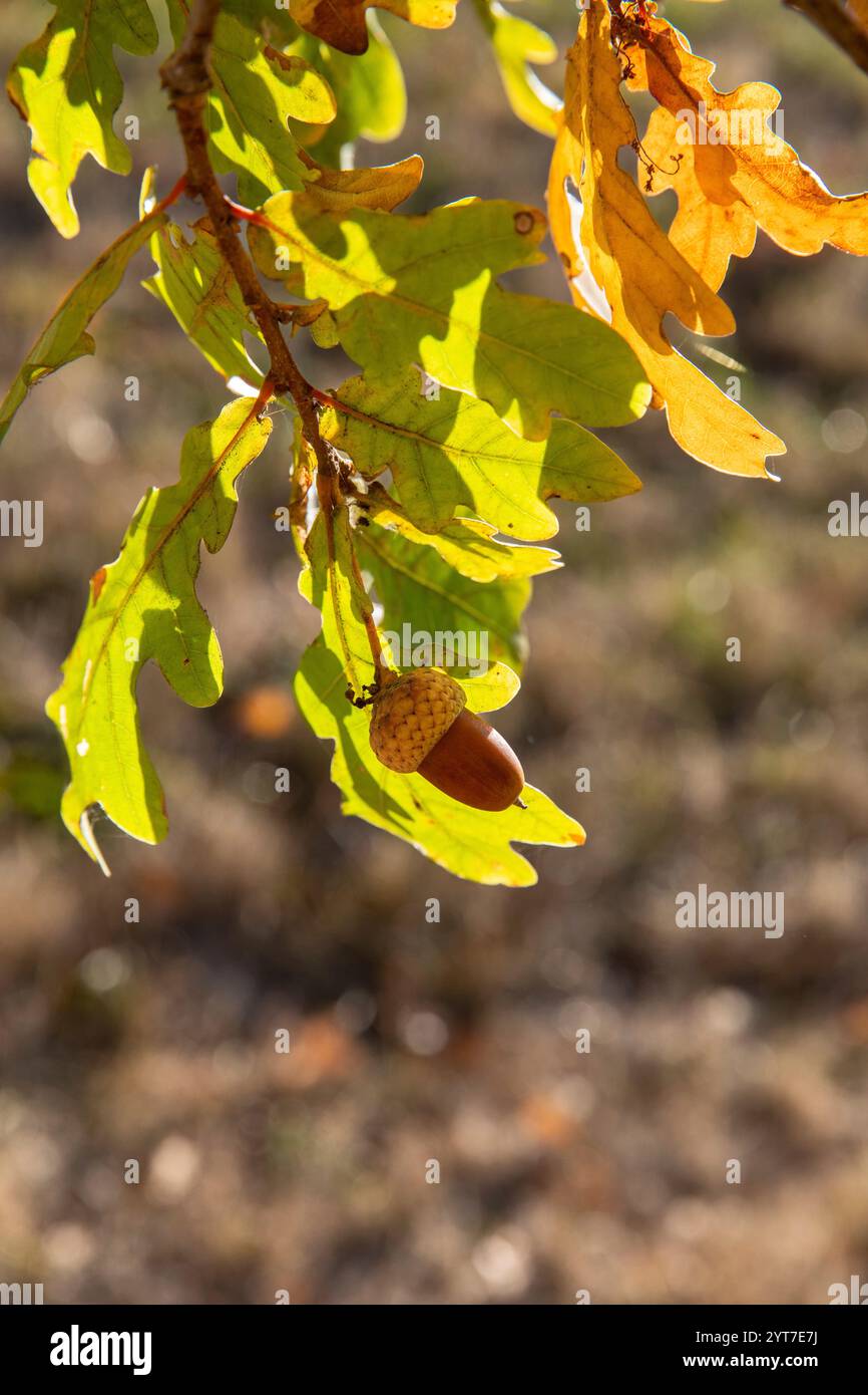 quercia, rami, foglie, ghianda, caduta, primo piano Foto Stock