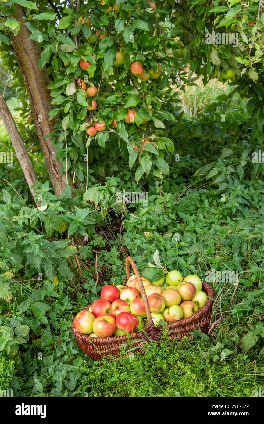 Autunno, cestino con mele Foto Stock
