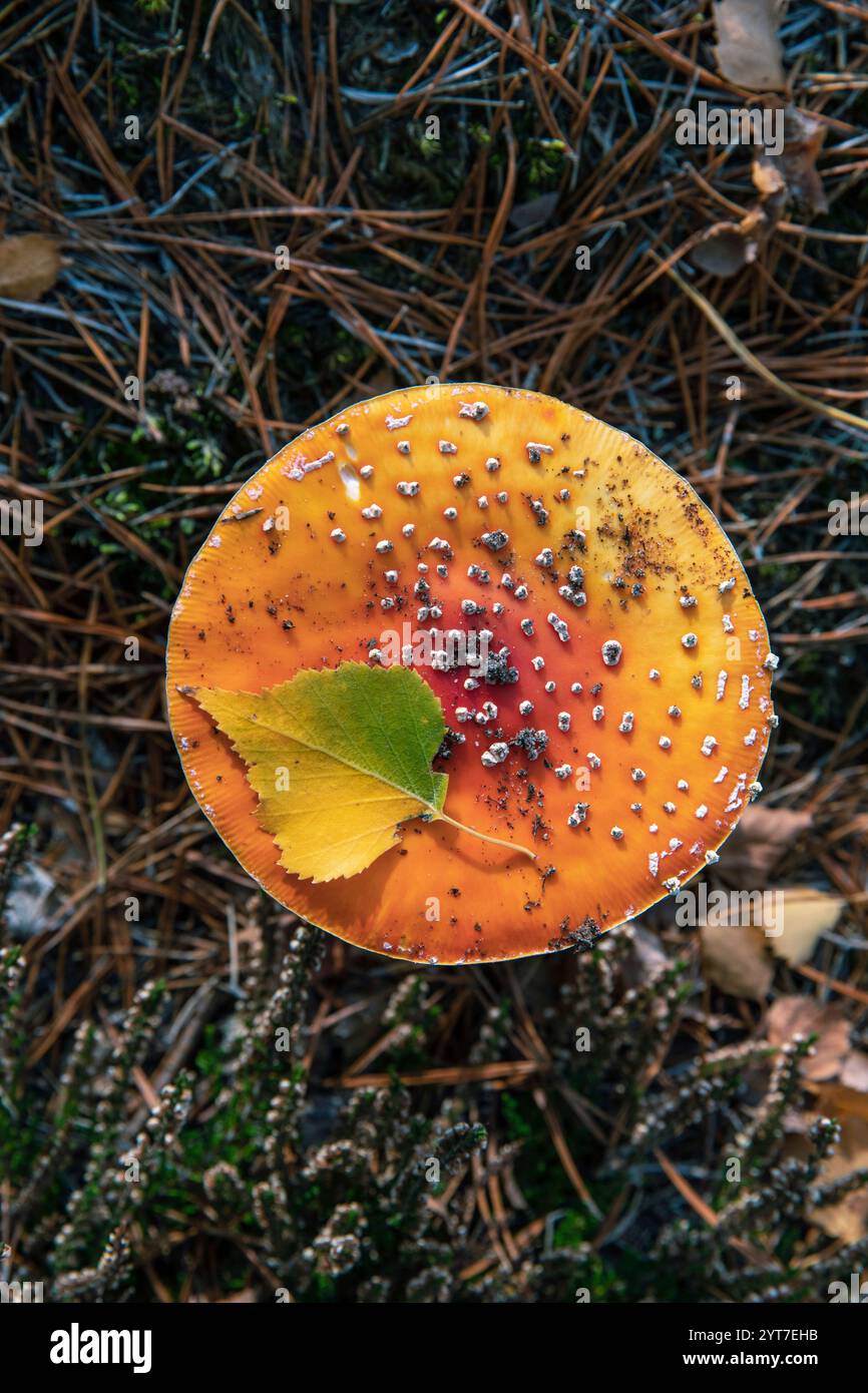 Vola agarico con foglie, caduta Foto Stock
