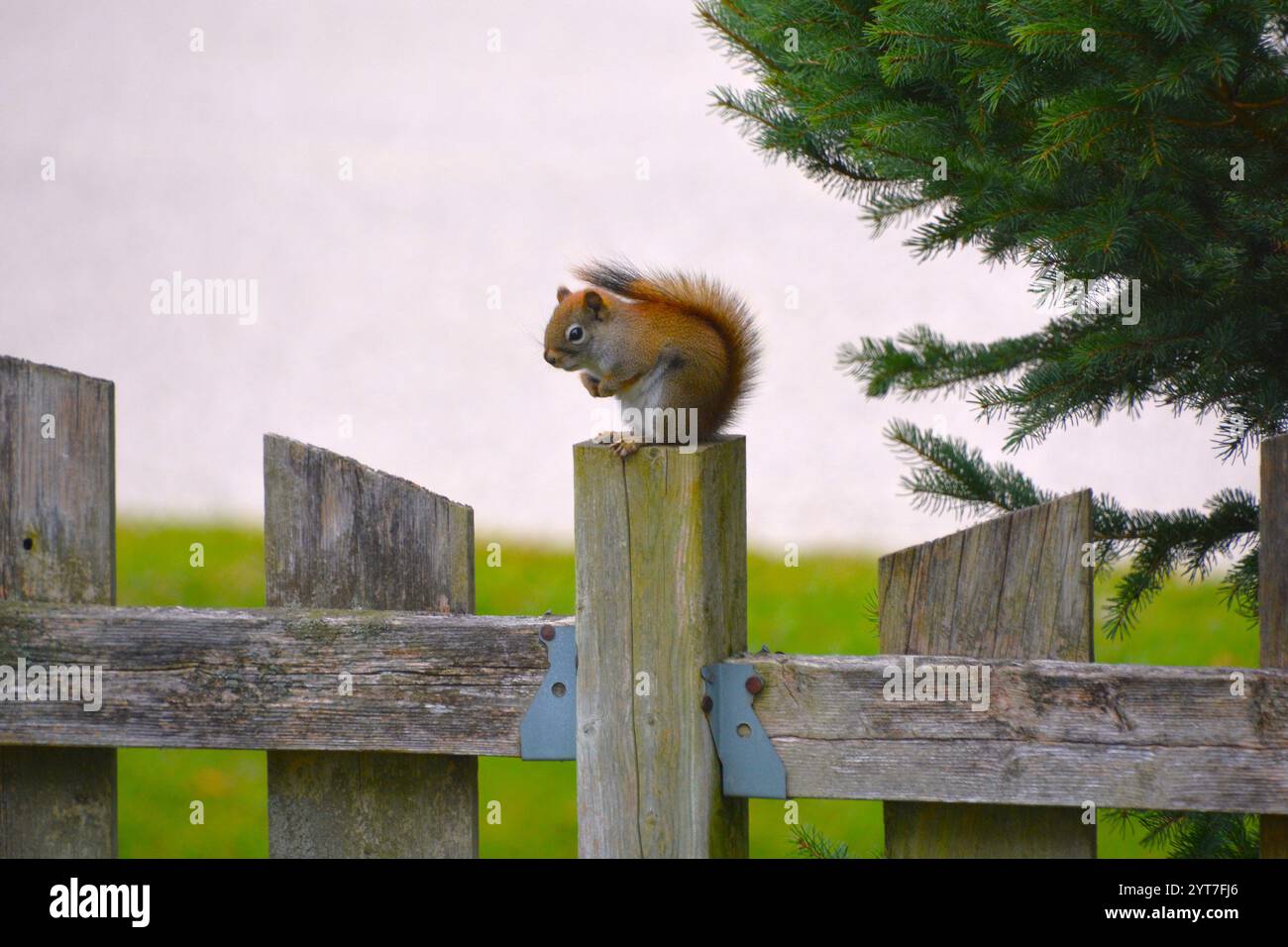 Uno scoiattolo rosso americano si trova appollaiato su un palo di recinzione decidendo di congelare o fuggire mentre si prepara per l'inverno. Foto Stock