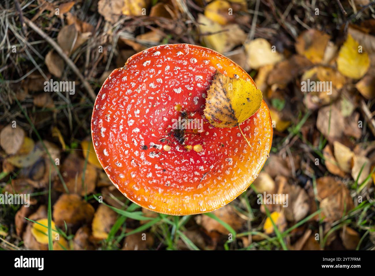 Vola agarico con foglie, caduta Foto Stock