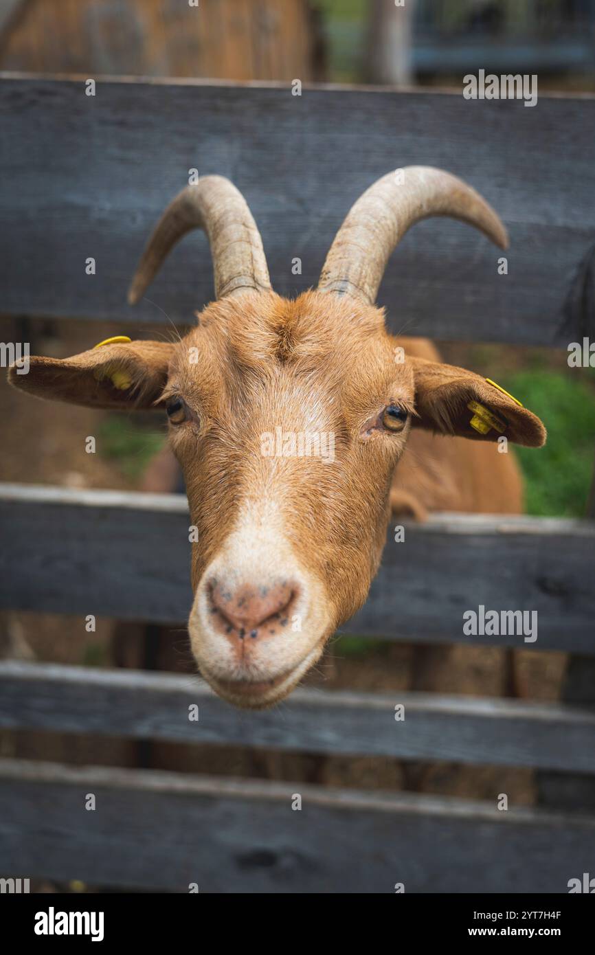Una capra con pelliccia arancione-rossa infila la testa attraverso una recinzione di legno e guarda curiosamente la fotocamera. Primo piano. Foto Stock
