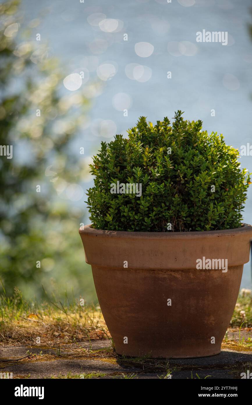 Palla di bosso (Buxus sempervirens) sagomata in pentola di terracotta Foto Stock