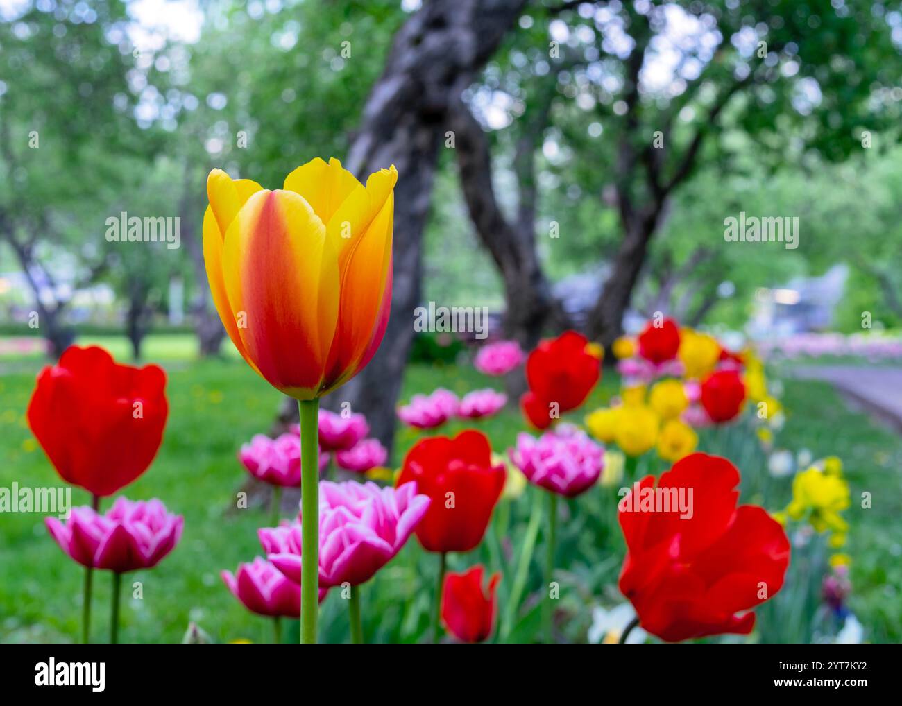 Tulipano rosso-giallo di Gesner in un'aiuola con fiori luminosi. Foto Stock