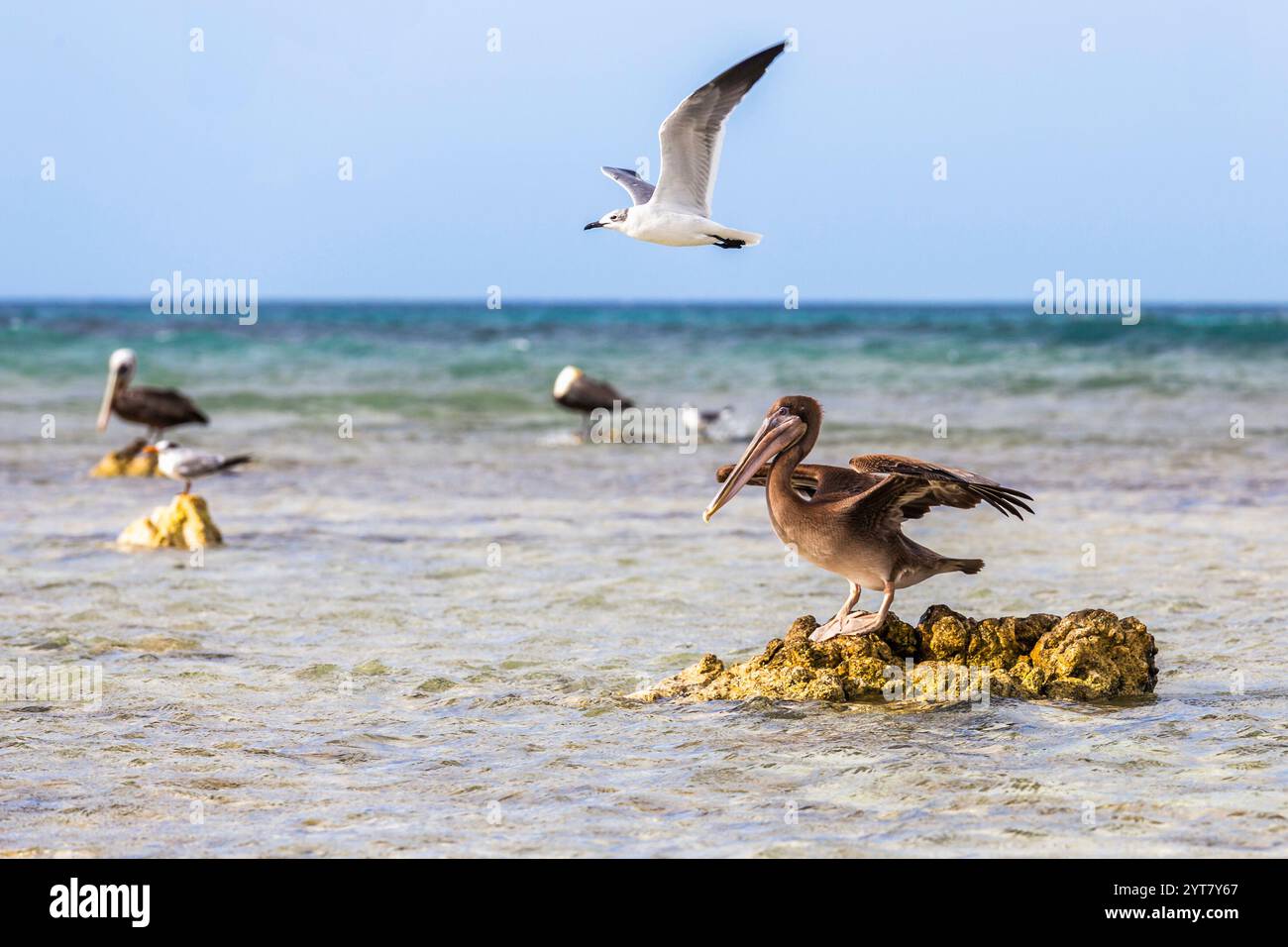 Uccelli marini ad Aruba, Antille olandesi Foto Stock