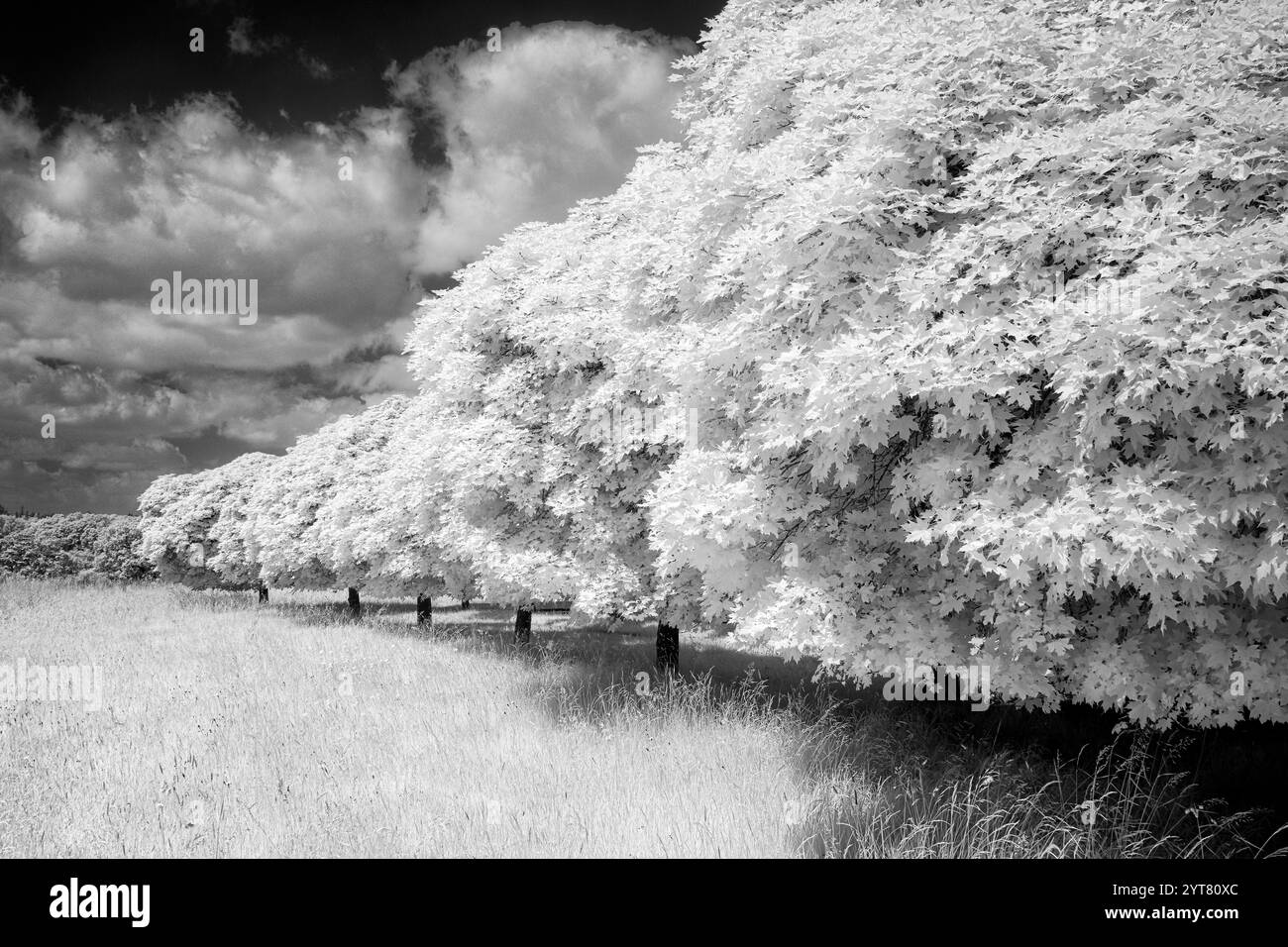 Europa, Germania, Renania-Palatinato, Westerwald, Ahornallee vicino a Hachenburg Foto Stock