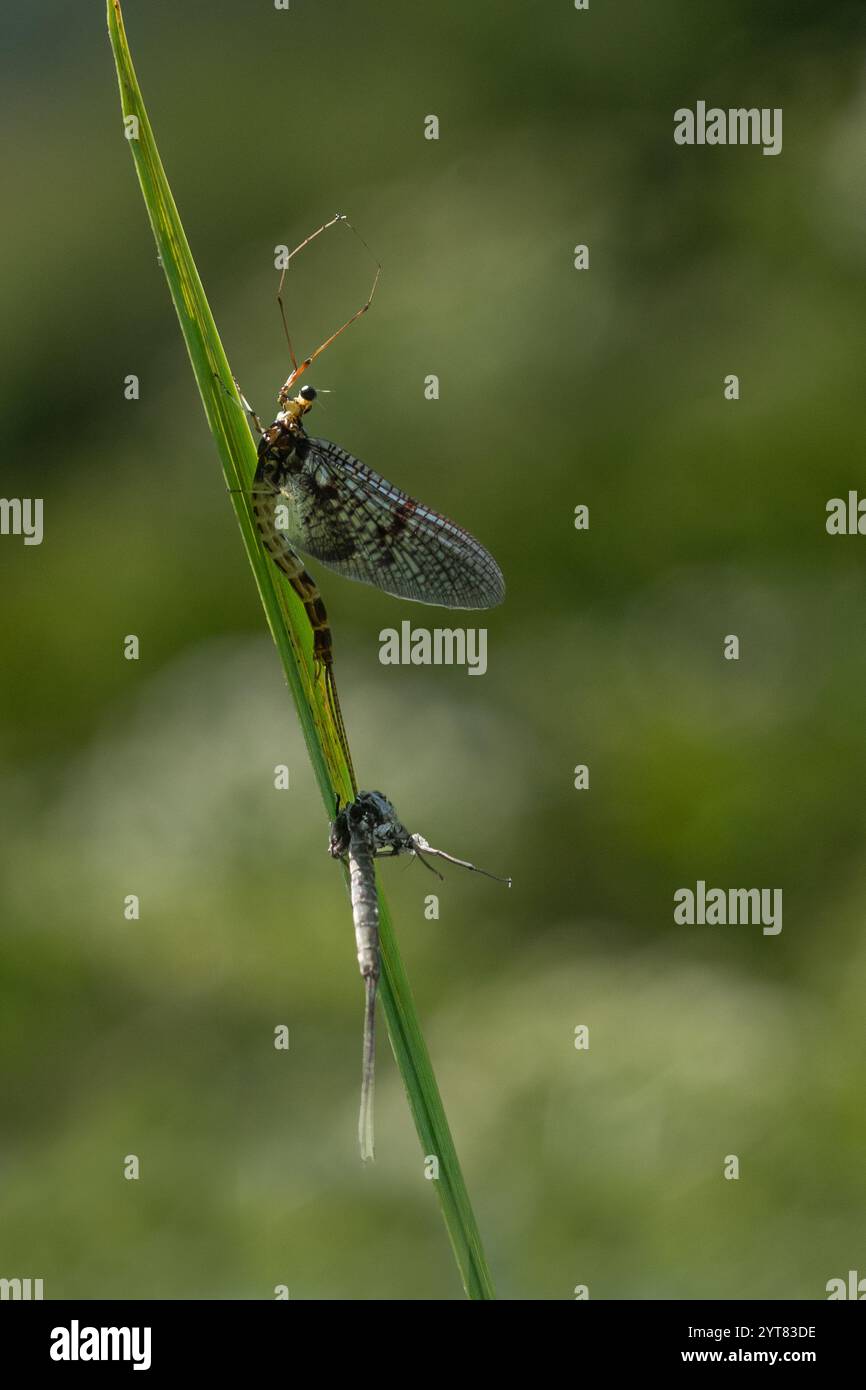 Comune Mayfly che urla su una canna con un esoscheletro muta sotto di essa, su uno sfondo verde diffuso Foto Stock