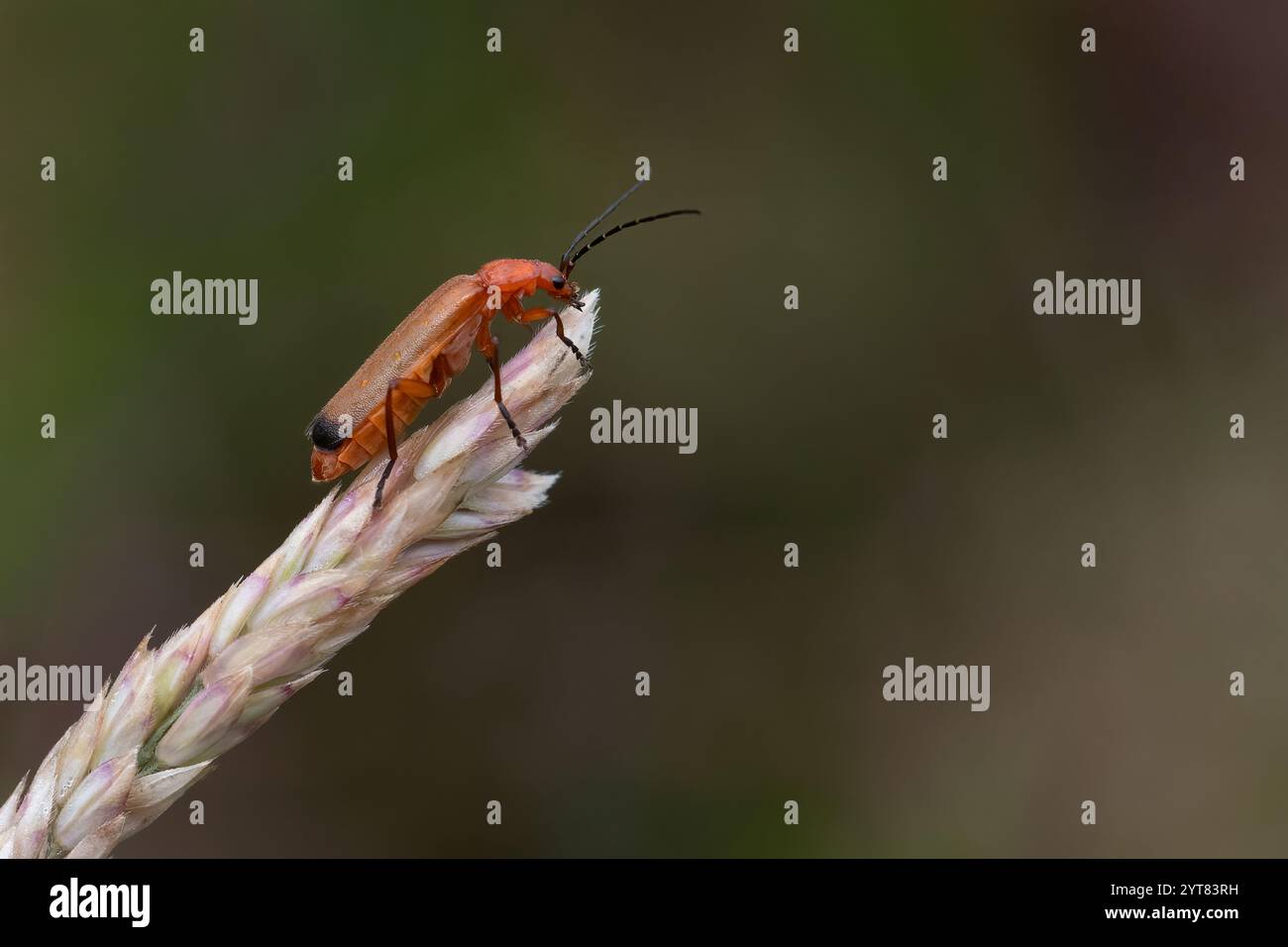 Una macro fotografia di un coleottero rosso comune del soldato su un singolo stelo di erba su uno sfondo diffuso Foto Stock