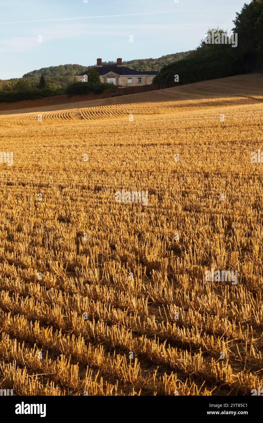 Inghilterra, Kent, Ashford, Eastwell, Eastwell Park, stoppie Wheatfield appena raccolte Foto Stock