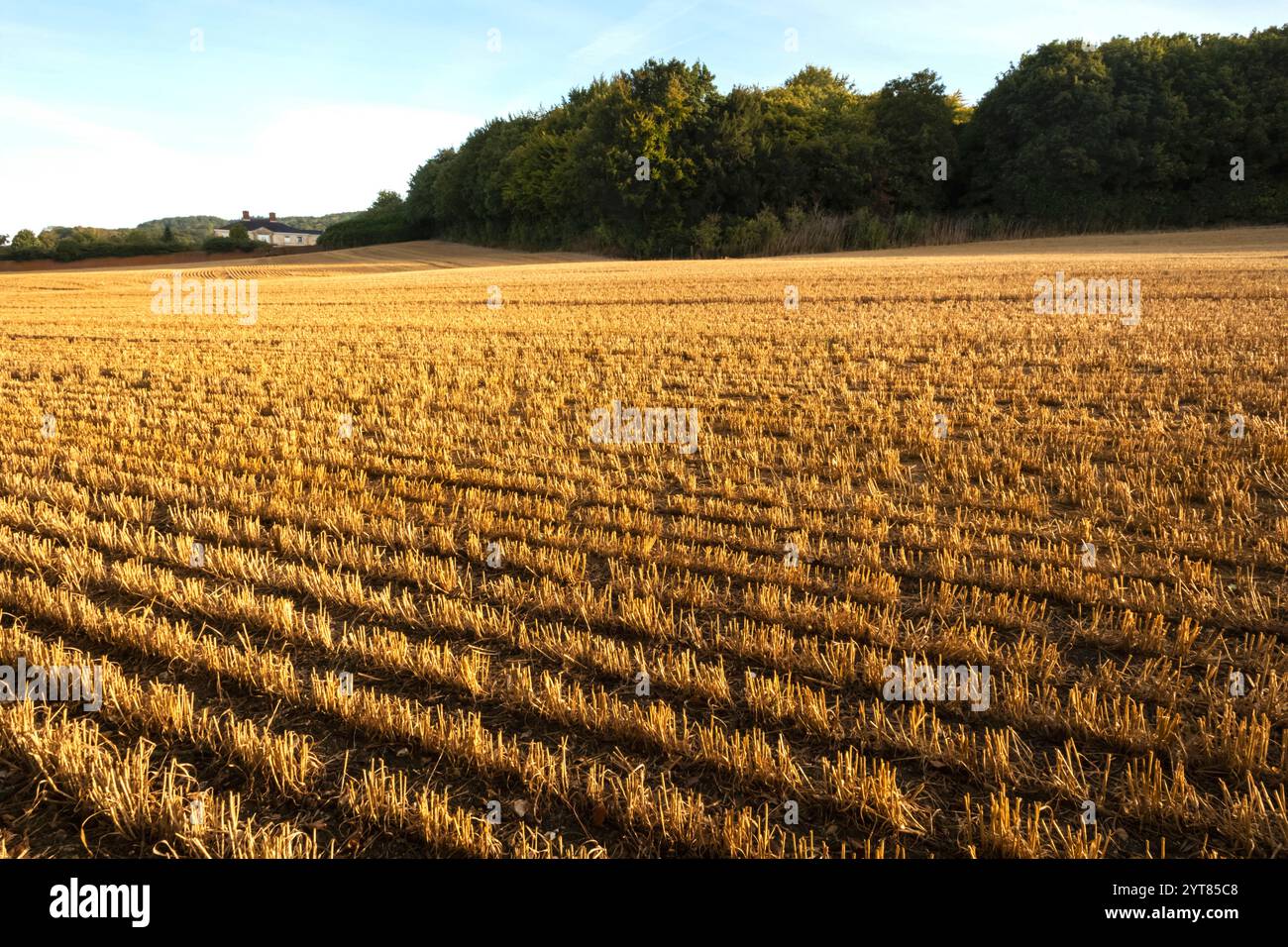 Inghilterra, Kent, Ashford, Eastwell, Eastwell Park, stoppie Wheatfield appena raccolte Foto Stock
