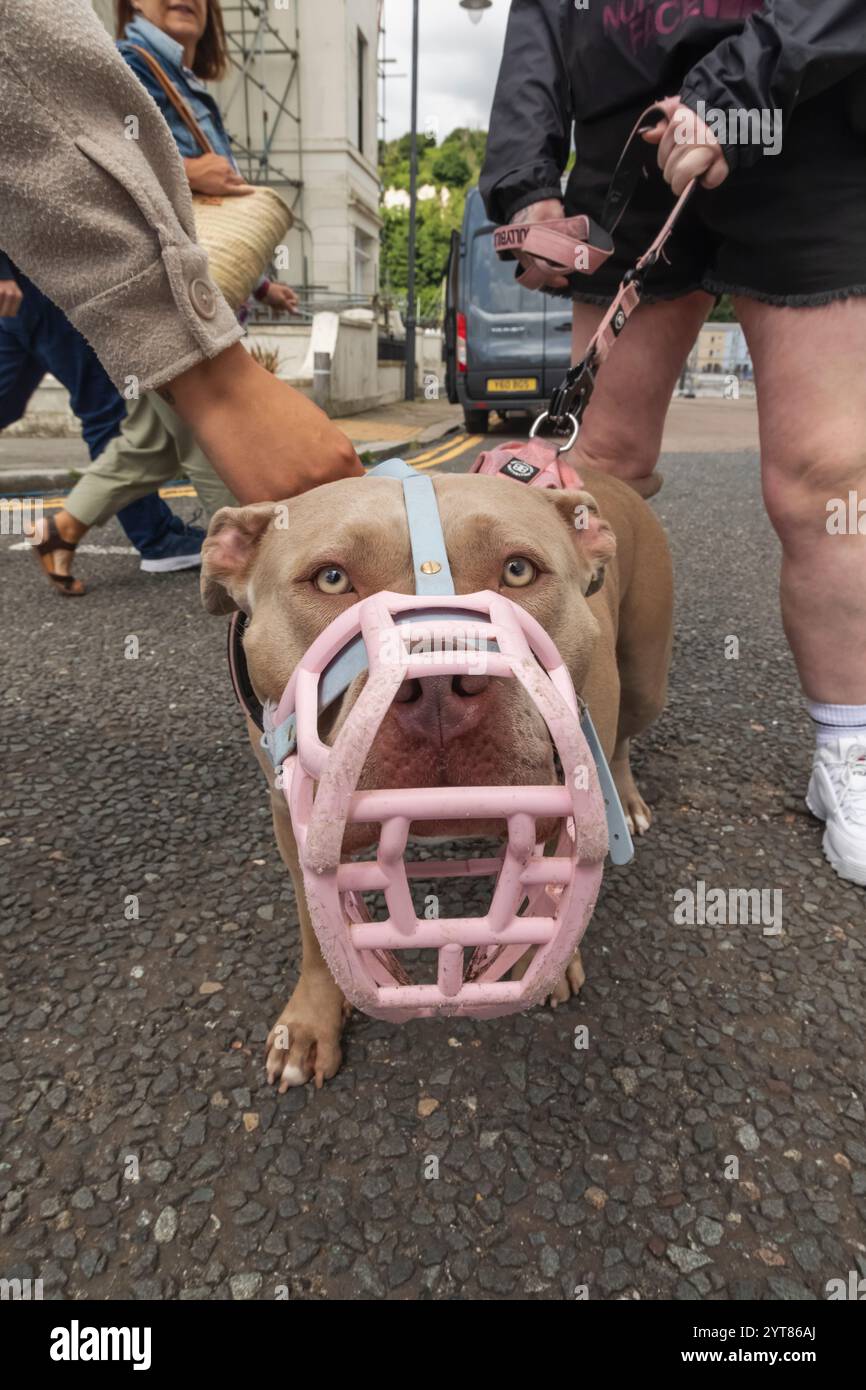 Inghilterra, Kent, dover, cane bullo americano con museruola Foto Stock