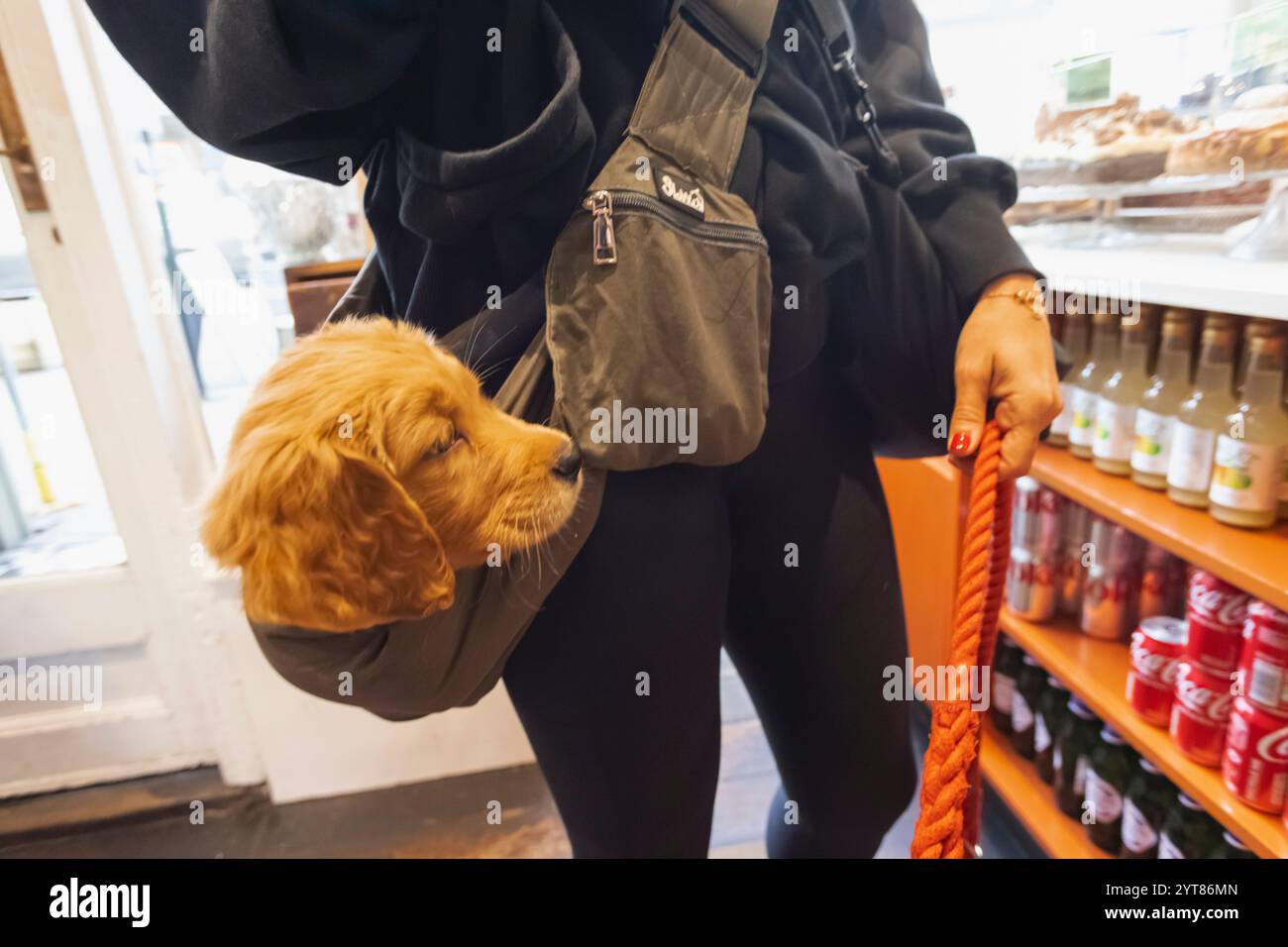Inghilterra, Kent, Tunbridge Wells, High Street, Juliets Cafe, cliente che trasporta il cucciolo in un'imbracatura a spalla Foto Stock
