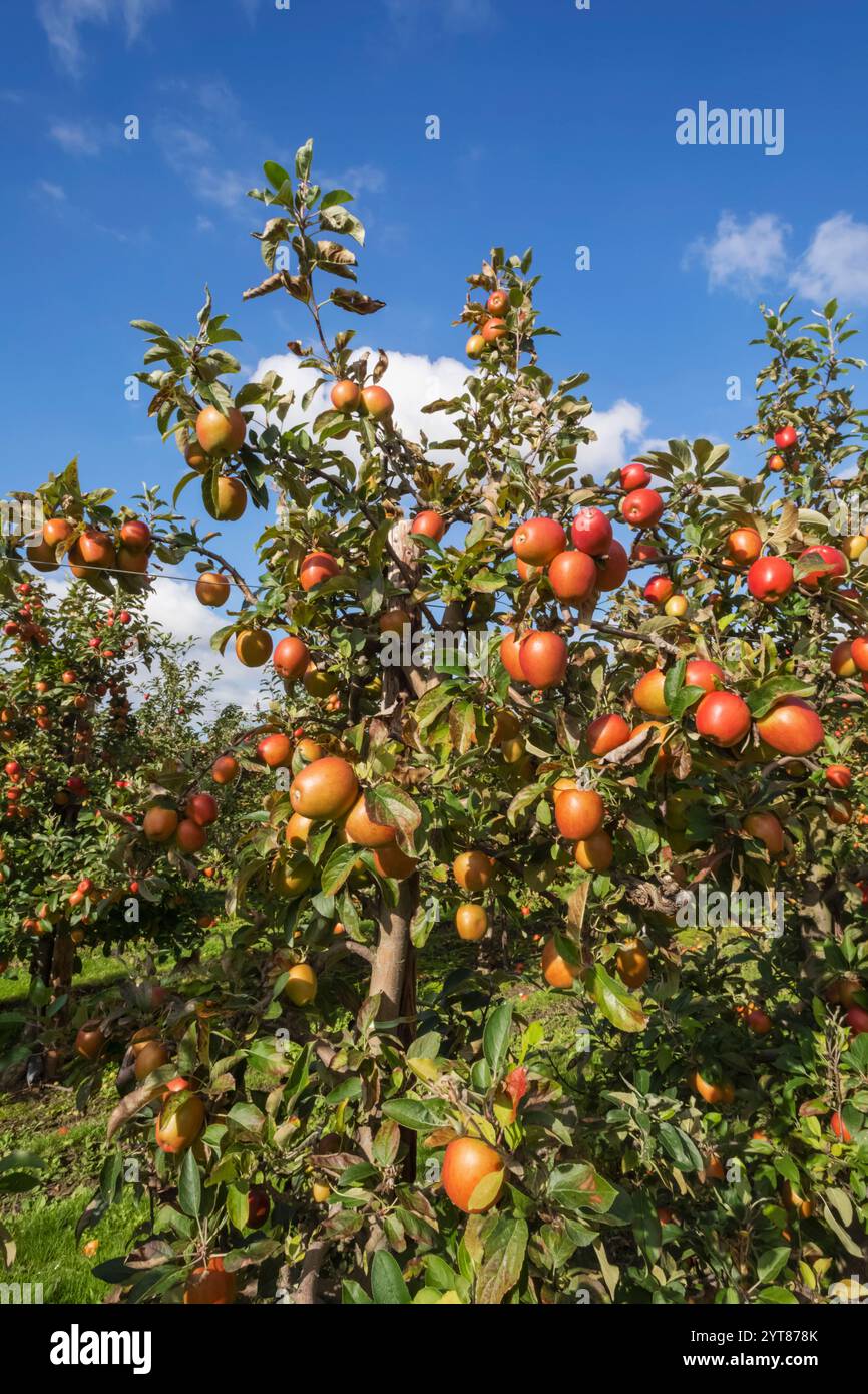 Inghilterra, Kent, mele vicino a Canterbury Foto Stock