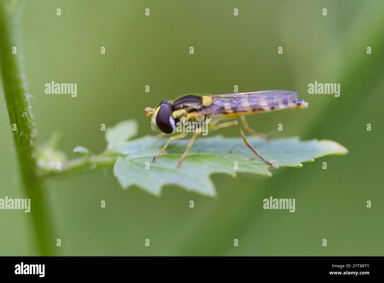 Hoverfly, Common Long-Bellied Hoverfly, Sphaerophoria scripta Foto Stock