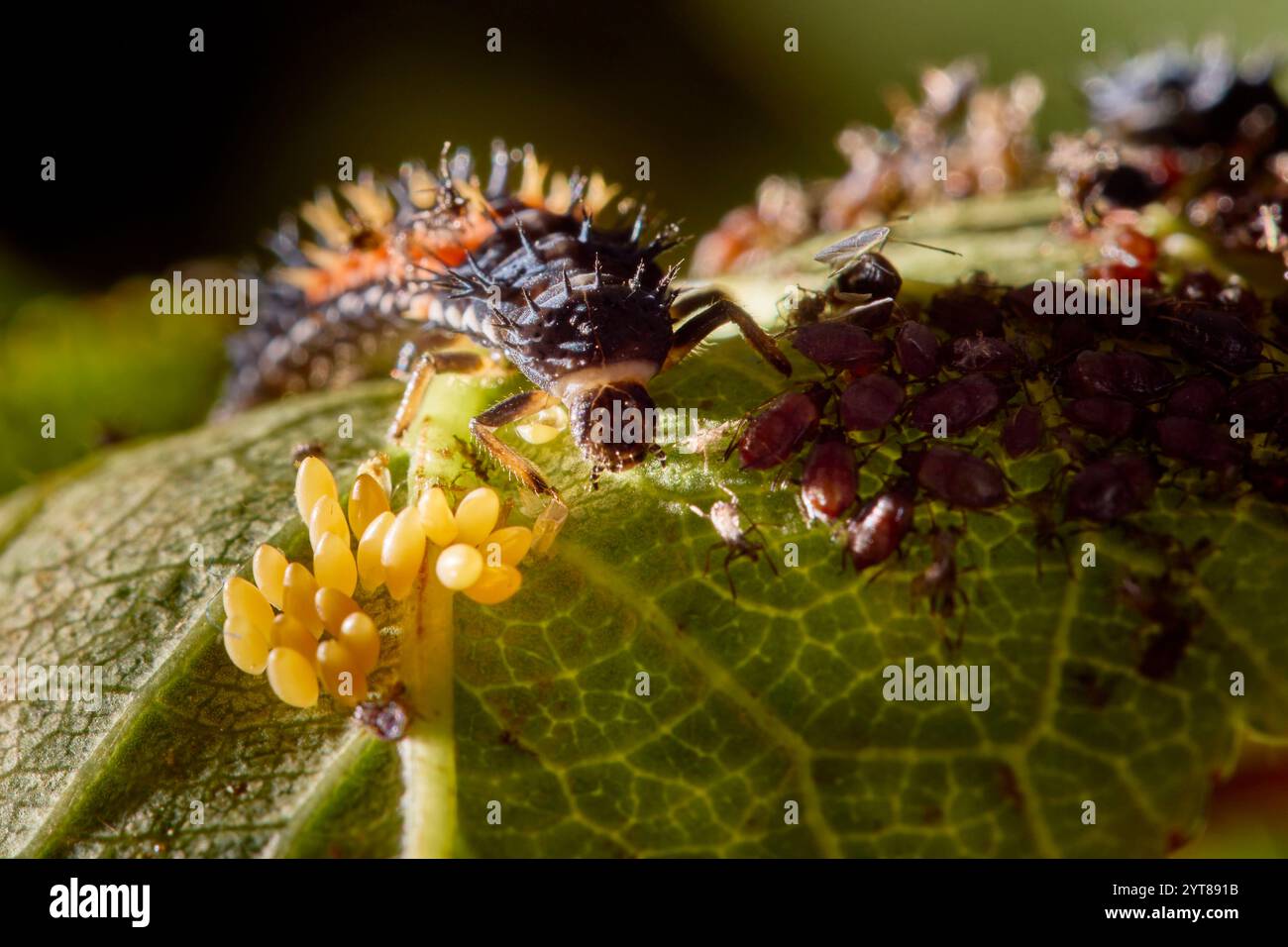 Ladybug, coccinello asiatico, larva Foto Stock