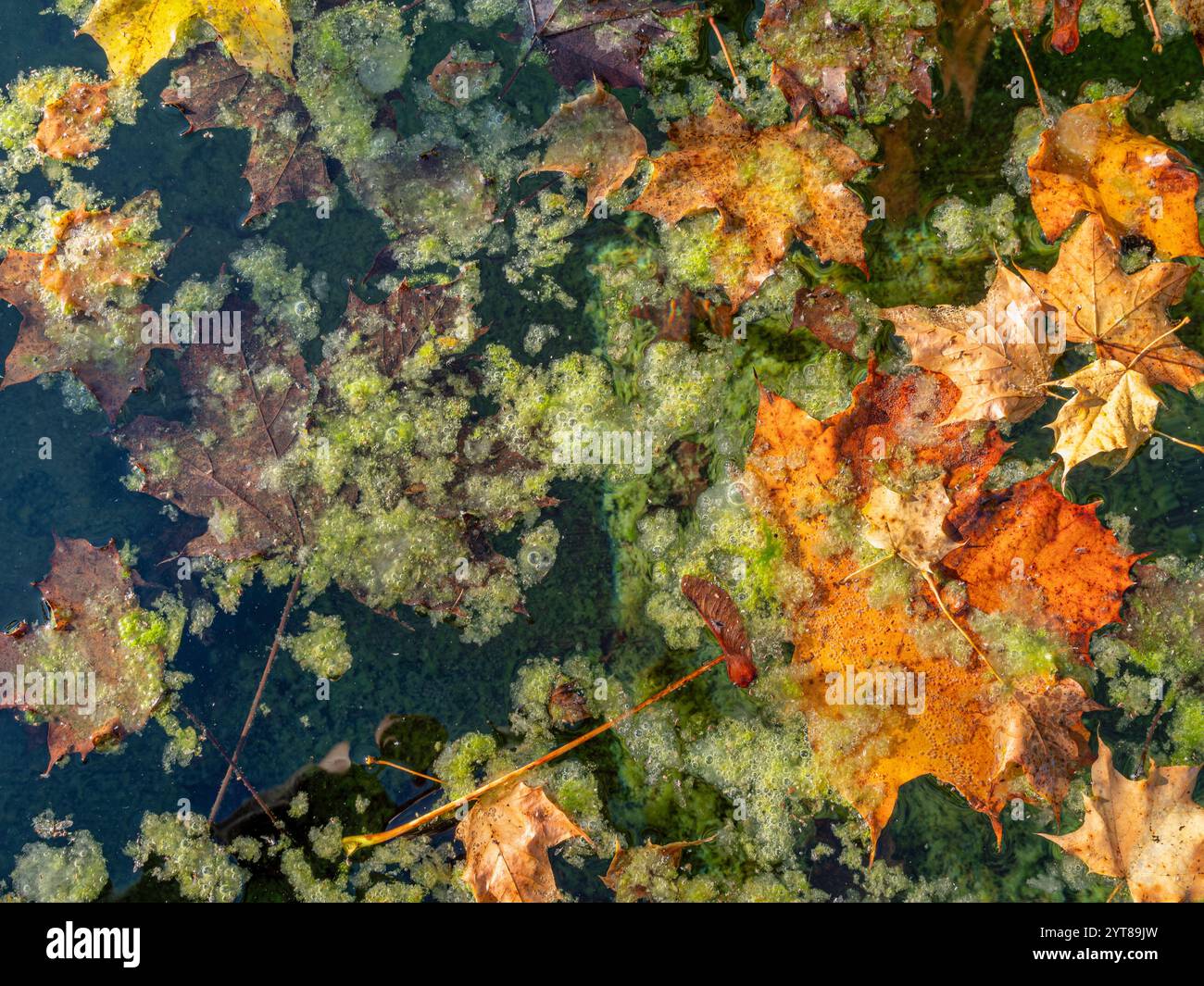 Foglie autunnali colorate e alghe in una fontana del villaggio, Baviera, Germania, Europa Foto Stock
