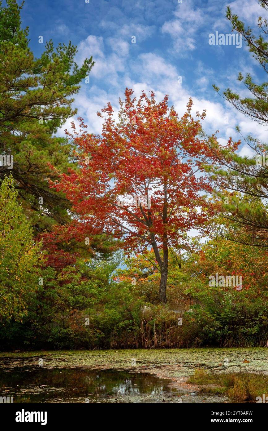 Maestoso albero di foglie rosse, sul bordo di uno stagno, nella natura selvaggia nella parte settentrionale dello stato di New York. Foto Stock
