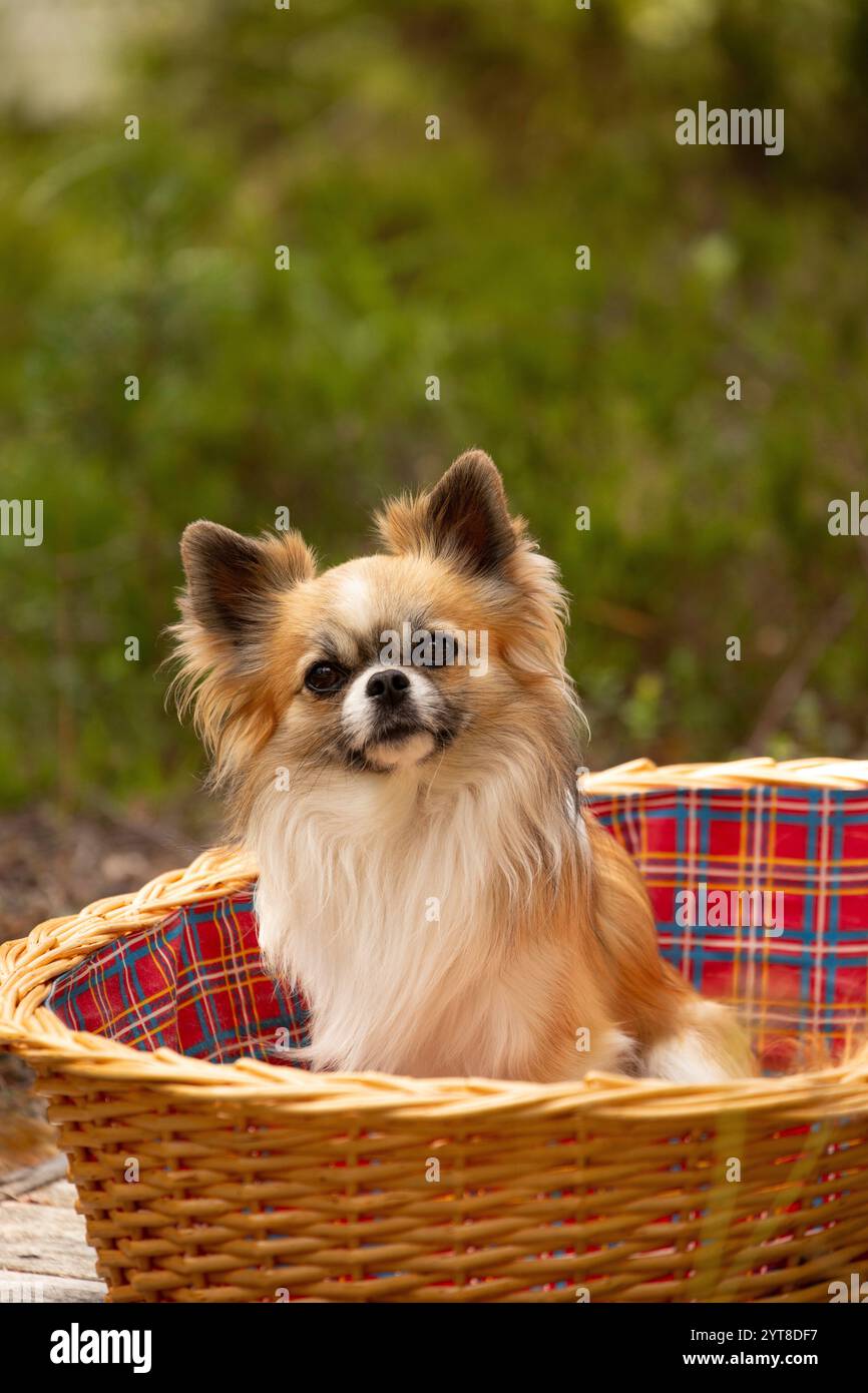 Cane Chihuahua (a pelo lungo) seduto in un cesto di vimini, ritratto di cane, giorno d'estate in giardino Foto Stock