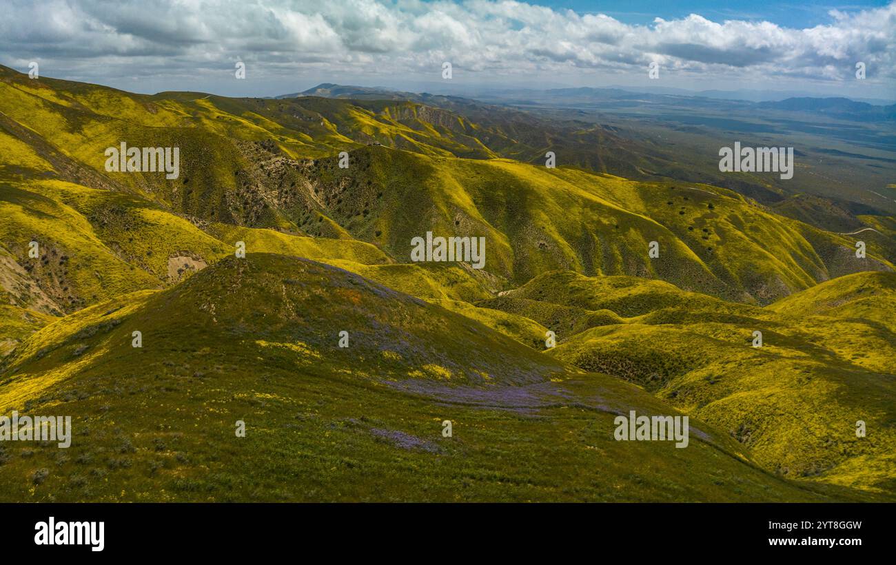 APRILE 2023, CARRIZO PLAIN NATIONAL MONUMENT, USA - margherite gialle e lupino durante il Superbloom del 2023 nel Carrizo Plain National Monument, California Foto Stock